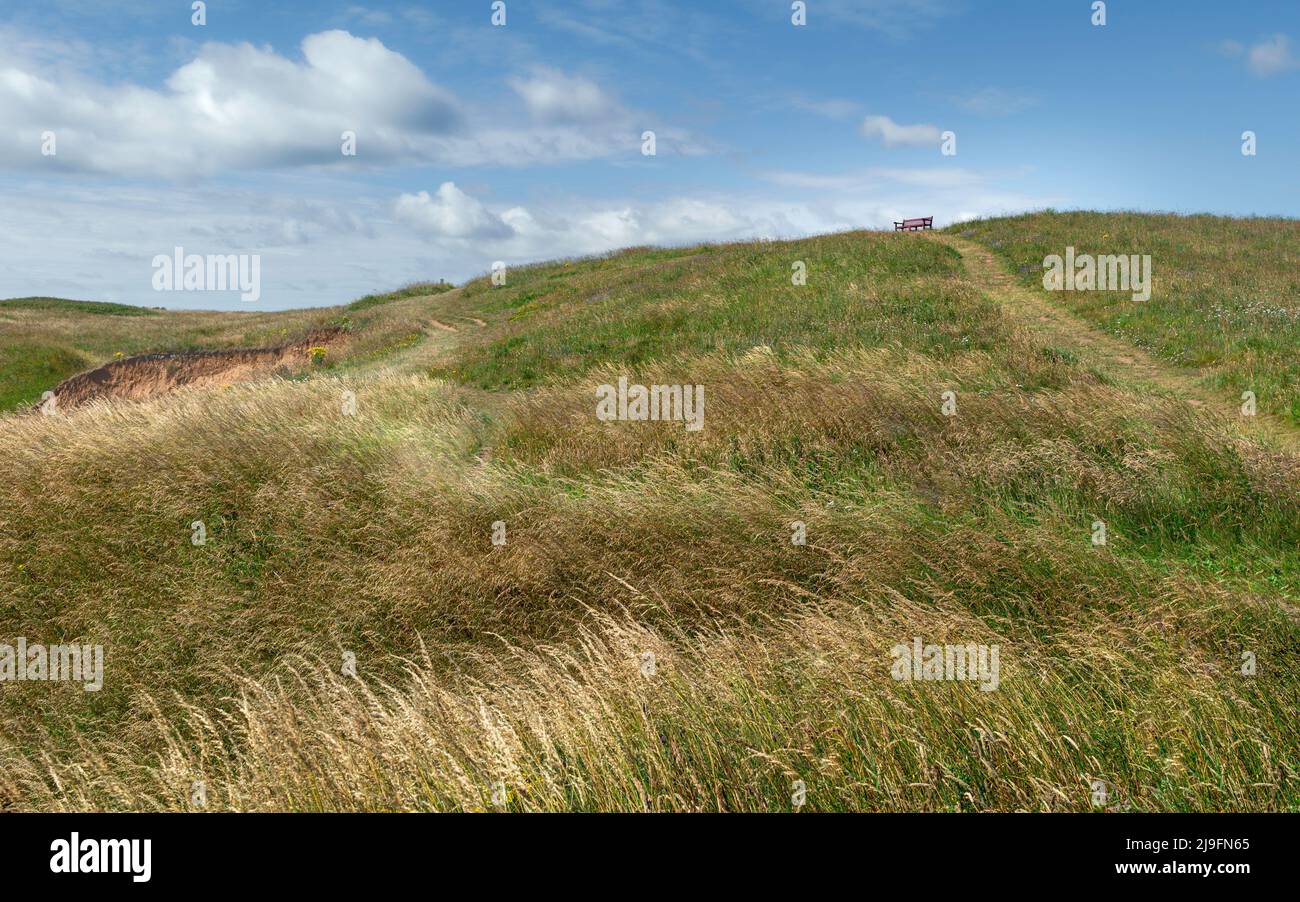 Tall grasses dominated the coastline with a seating bench on the horizon on a fine summer morning under bright blue sky at Flamborough Head, UK. Stock Photo