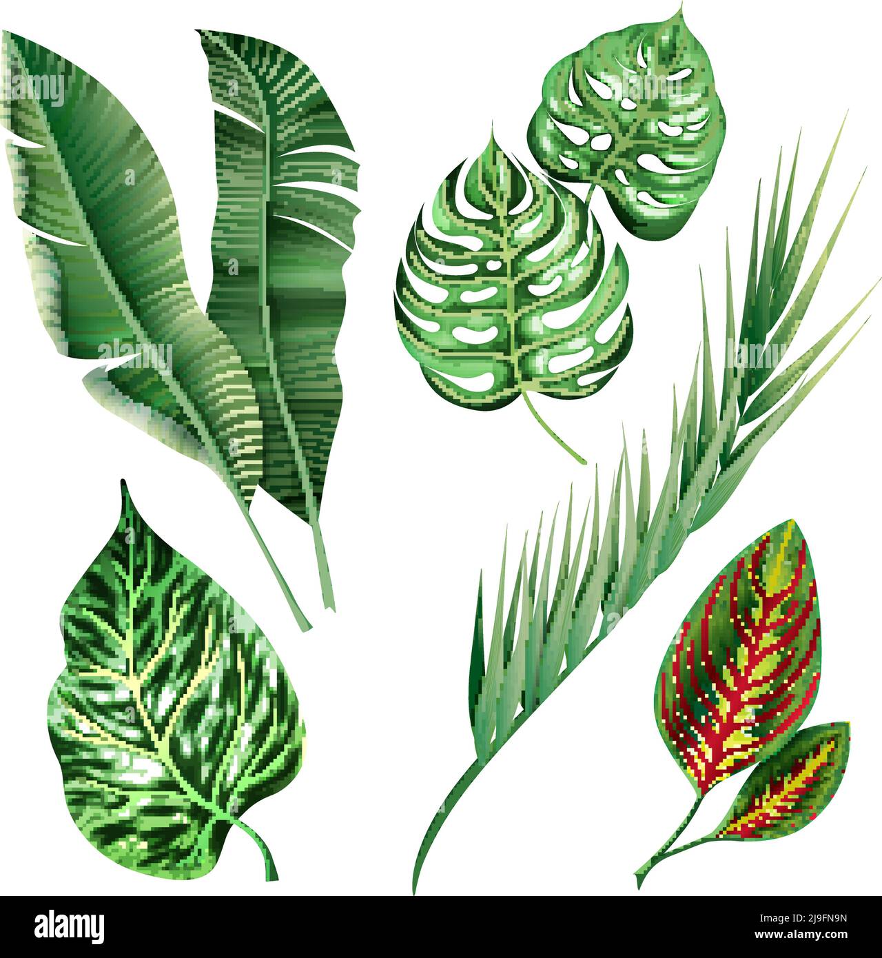 Realistic tropical botanical foliage plants set of green banana palm ...