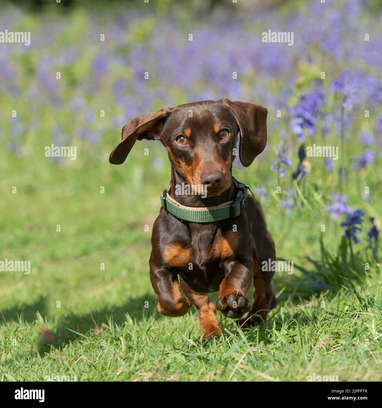 Miniature smooth haired Dachshund running towards the camera Stock Photo