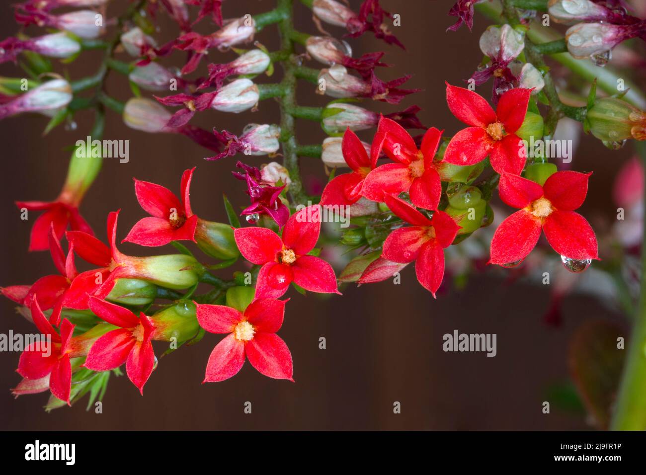 Kalanchoe Flower. Colors of Nature Stock Photo Alamy