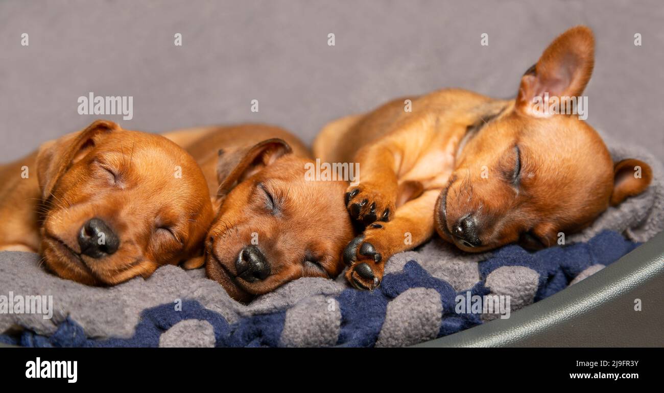 Muzzles of sleeping puppies closeup. Mini pinscher brown. The concept