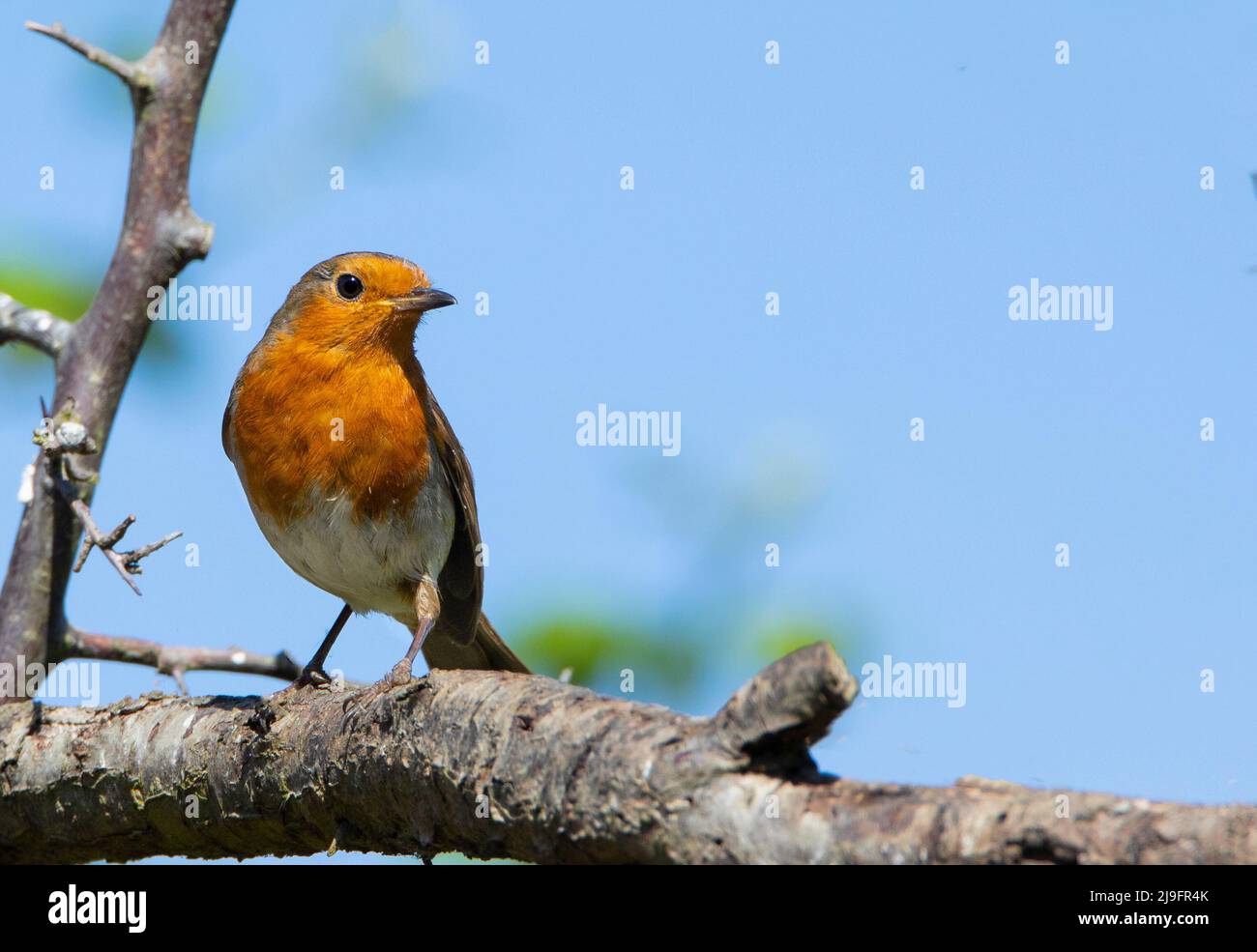 Robin with green background hi-res stock photography and images - Alamy