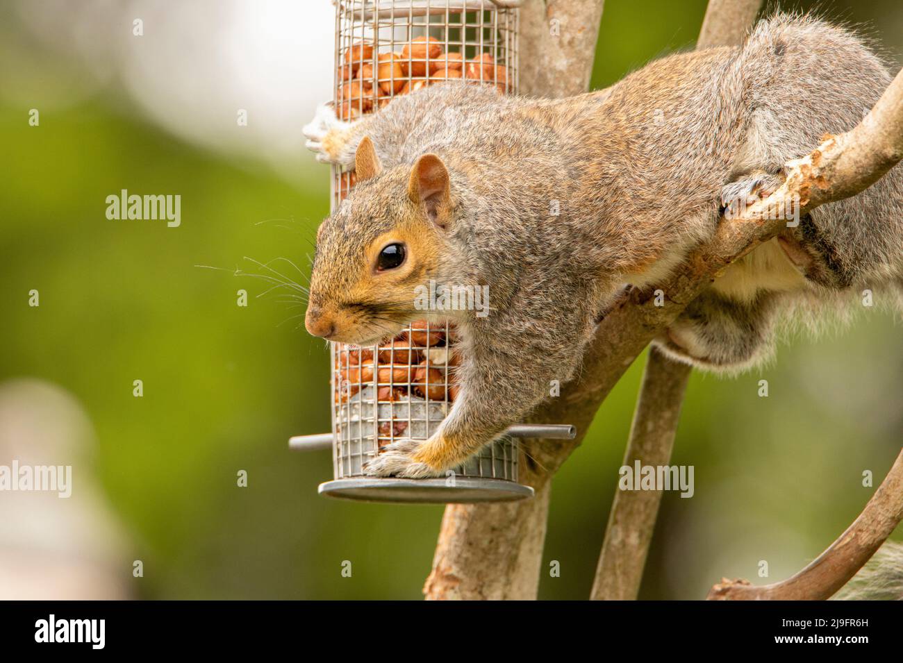 Grey Squirrel, perched on a branch, Bedfordshire , UK Stock Photo