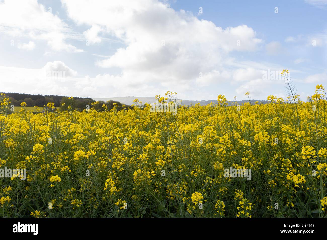 Field of canola with yellow flowers in Brittany during spring Stock Photo