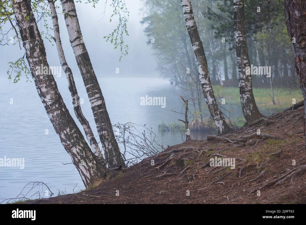 Landscape birch trees hi-res stock photography and images - Alamy