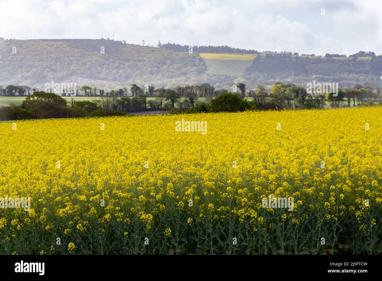 Field of canola in Brittany during spring Stock Photo