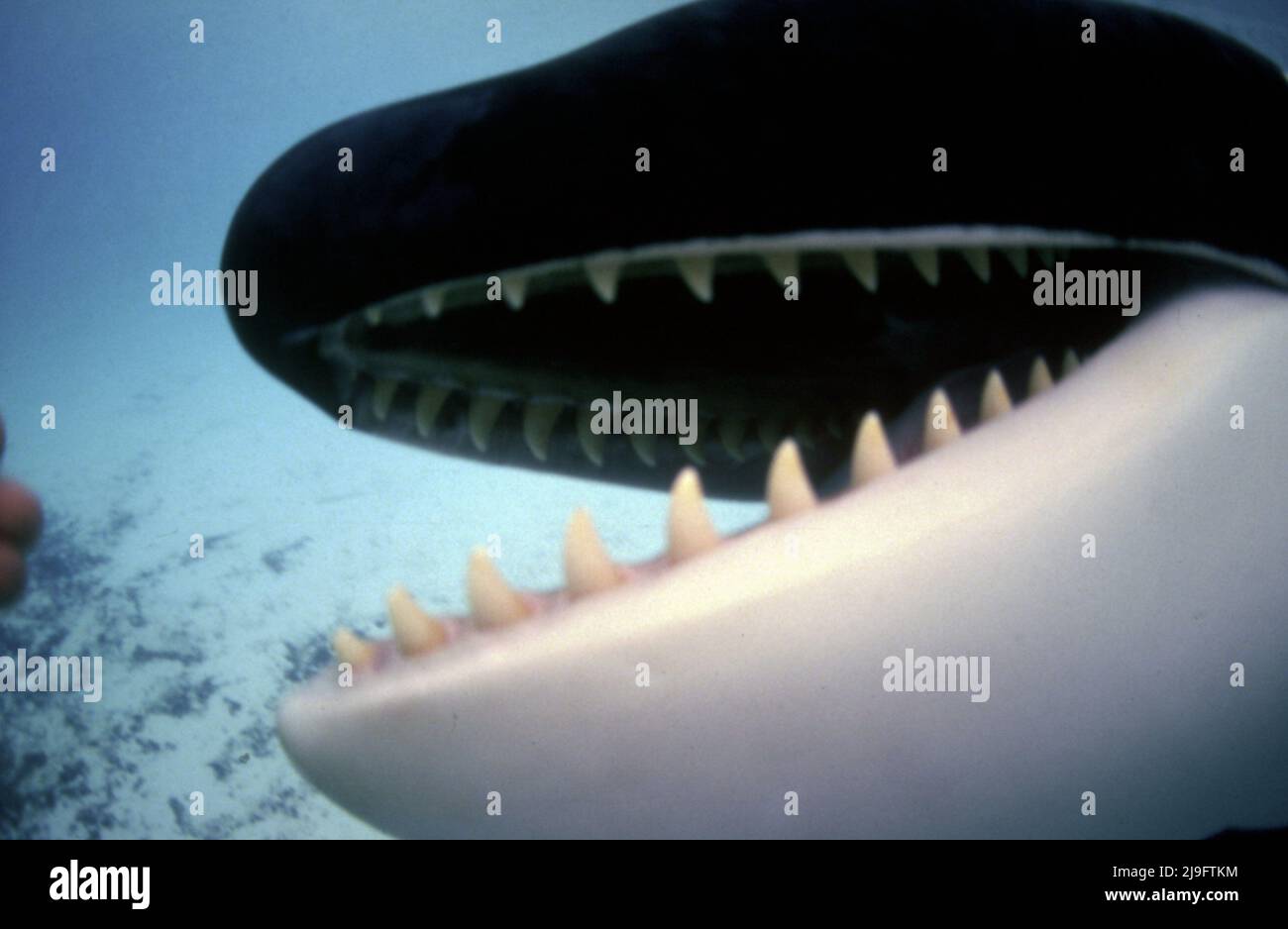 Killer whale, Orcinus orca is a toothed whale from the dolphin family