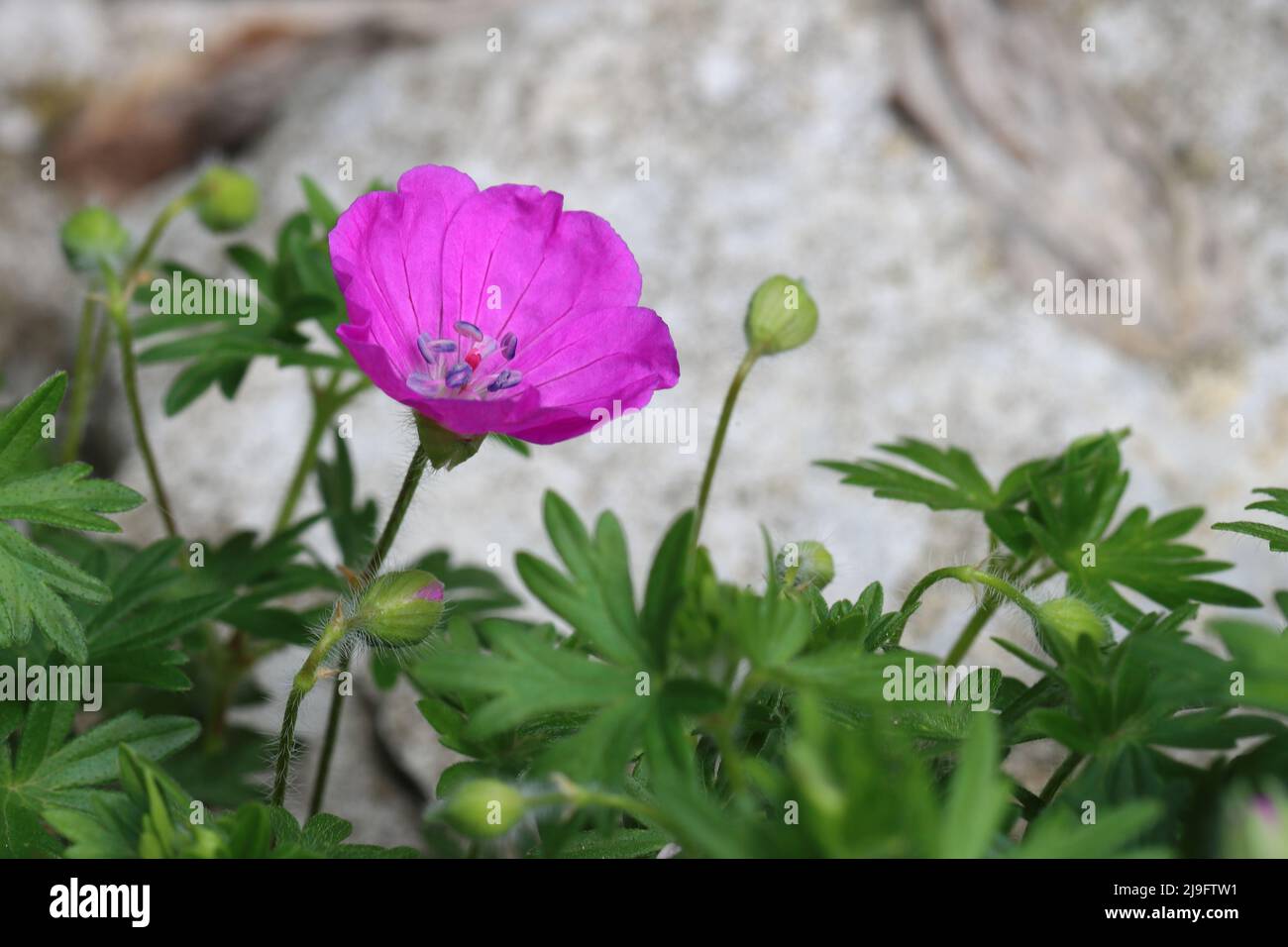 close-up of a single pink cranesbill flower against a grey stony background Stock Photo