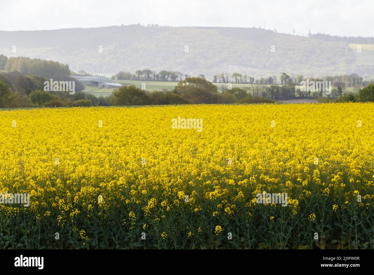 Field of canola in Brittany during spring Stock Photo
