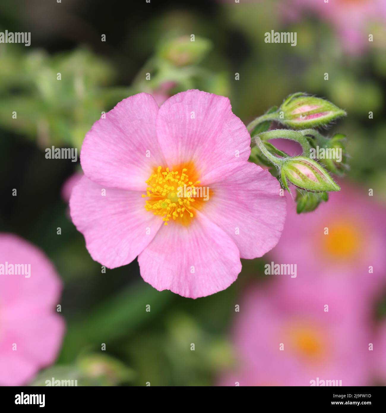 close-up of a single pretty pink helianthemum flower in a flowerbed, blurry background, view from above into the flower Stock Photo