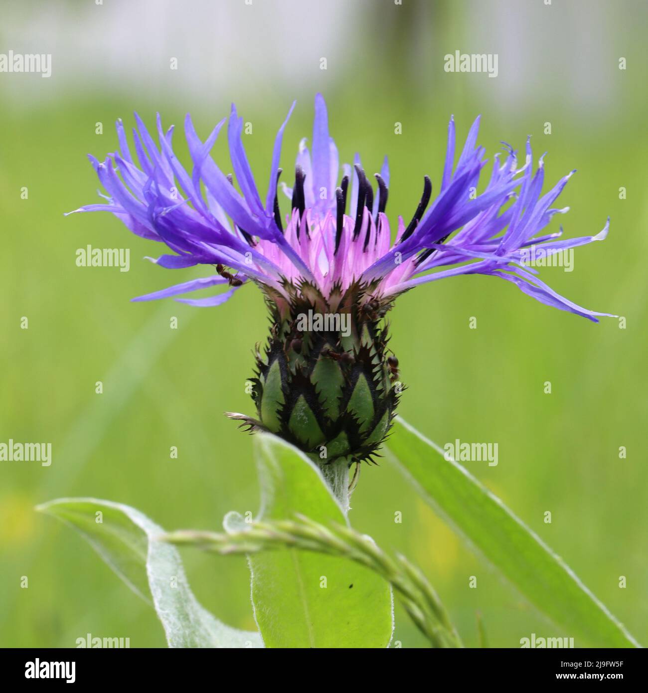 close-up of a blue flower head of a centaurea montana against a green blurred background Stock Photo
