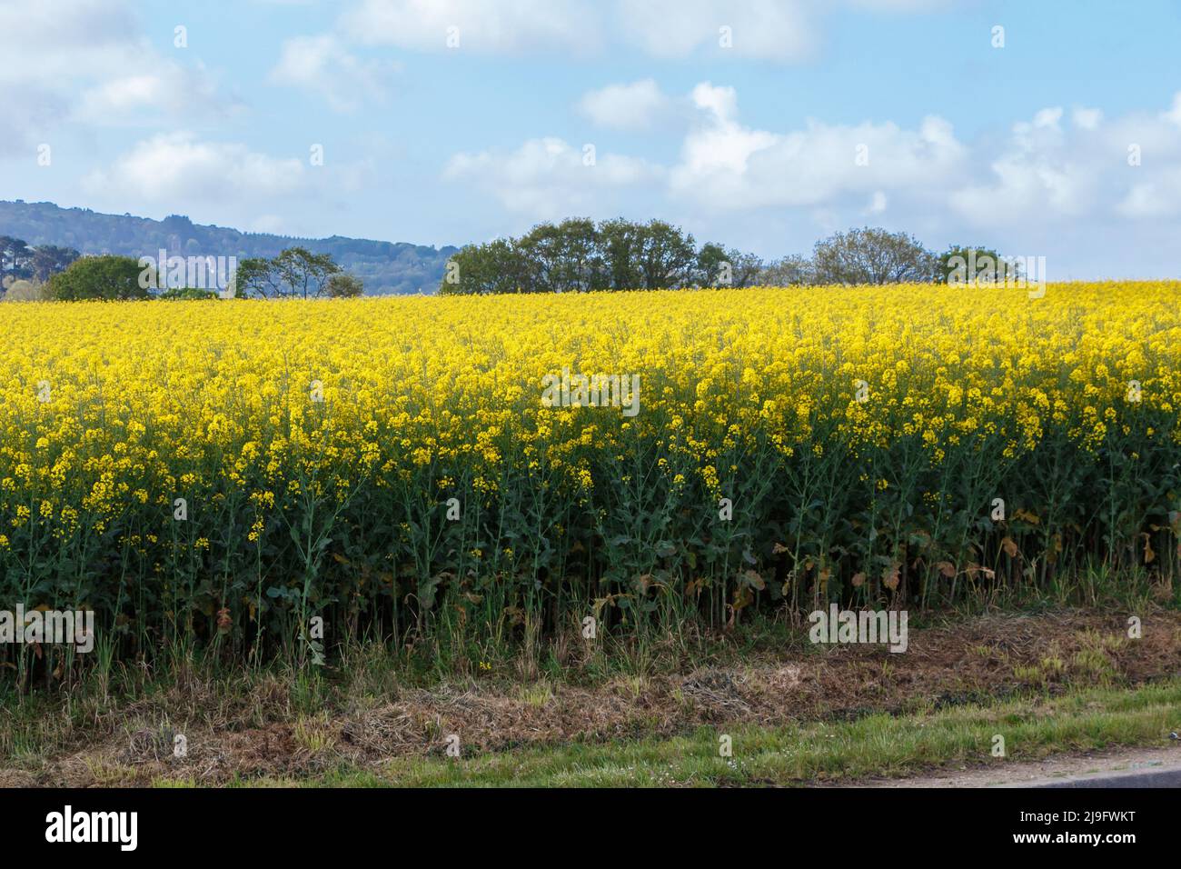Field of canola with yellow flowers in Brittany Stock Photo