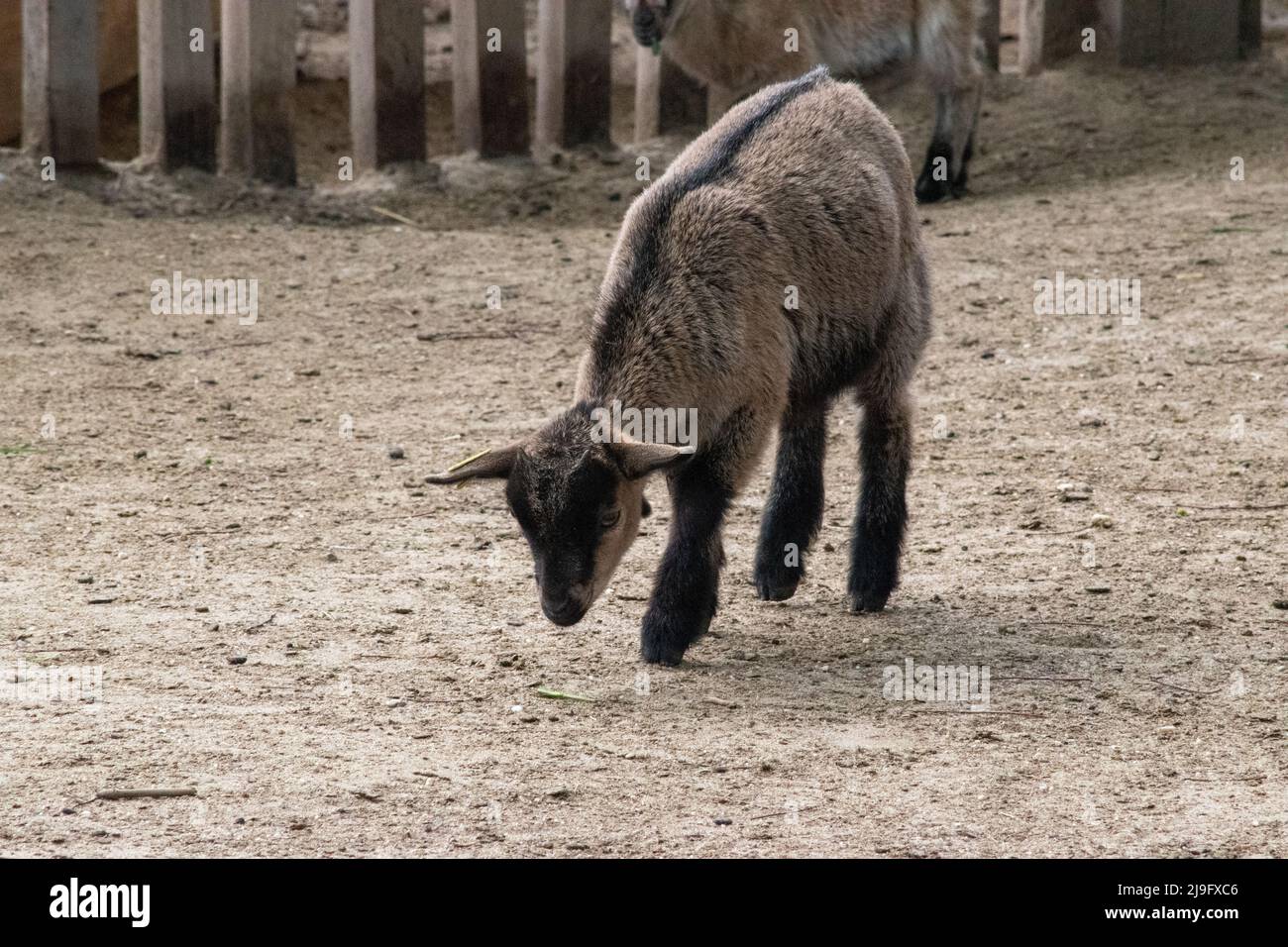 Young West African Dwarf goat. Budapest Zoo, Budapest, Hungary. Stock Photo