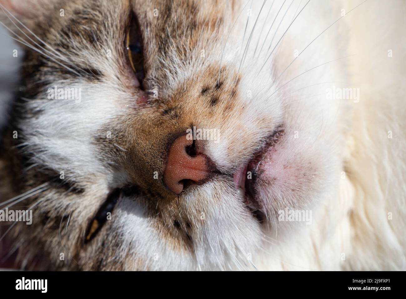 Close up on the muzzle of a lying down tabby cat Stock Photo