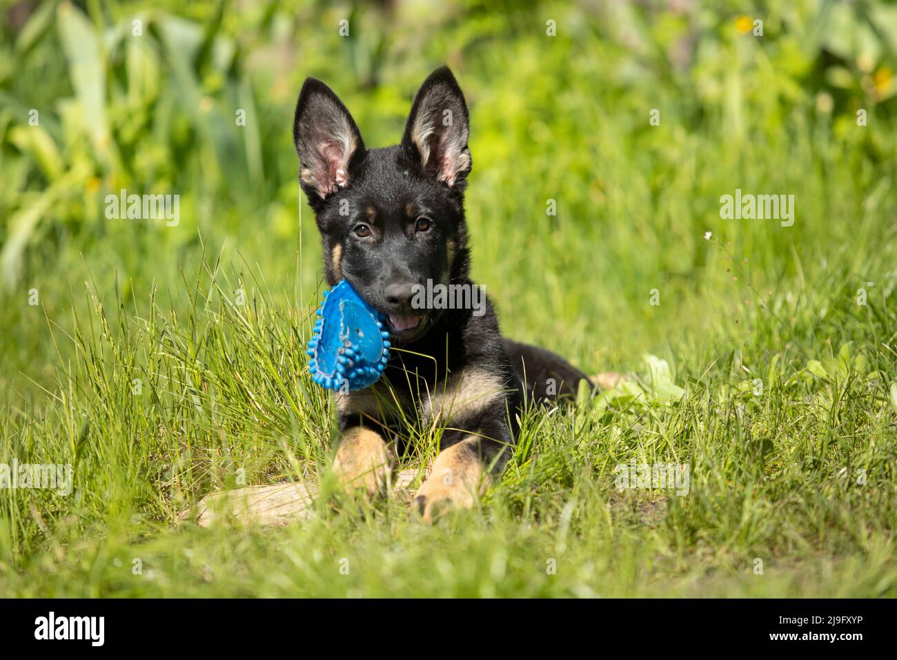 A cute little German Shepherd puppy gnaws on a toy on the green grass on a sunny summer day. Portrait of a cheerful puppy with big ears Stock Photo