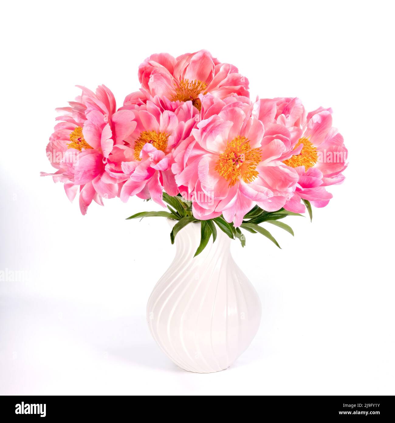 A large bunch of beautiful pink Peonies in a white vase photographed ...