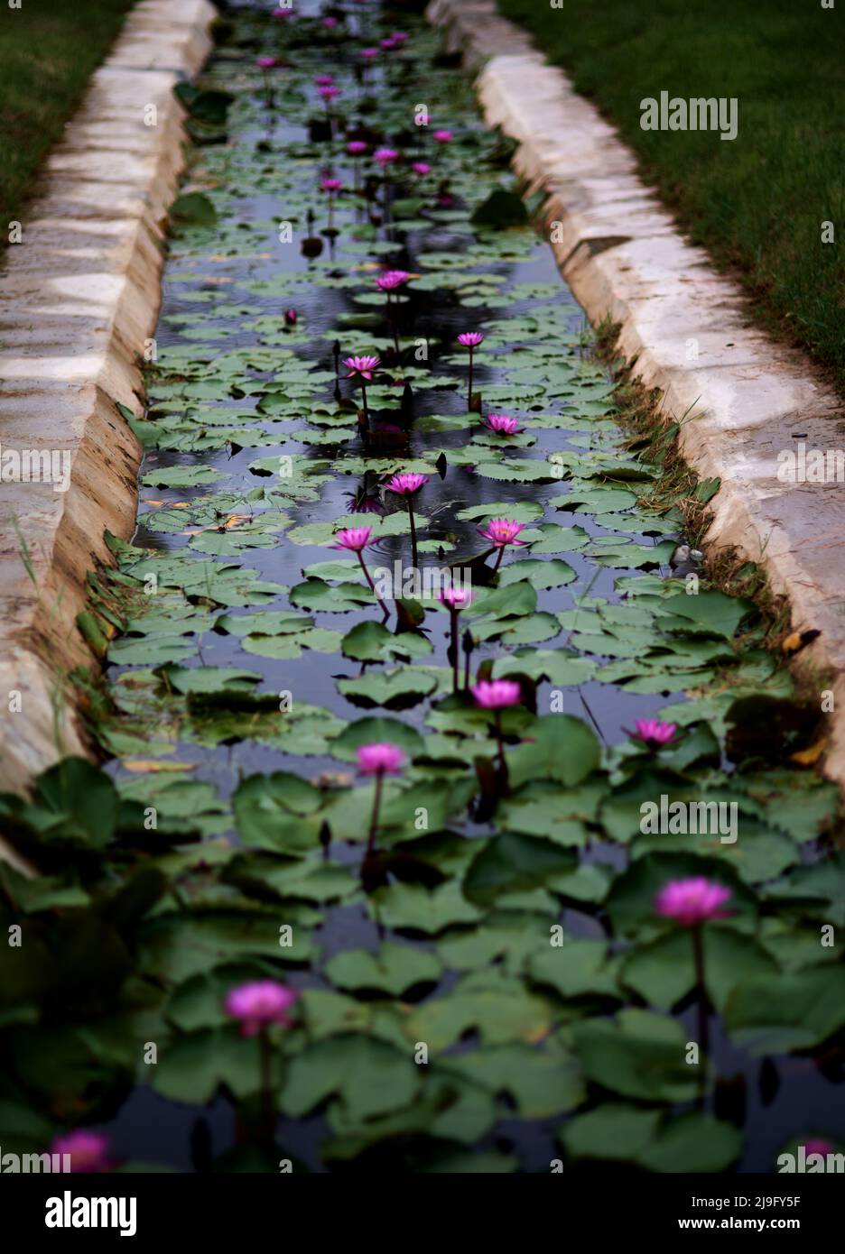 The purple lotus flowers in the pond Stock Photo Alamy