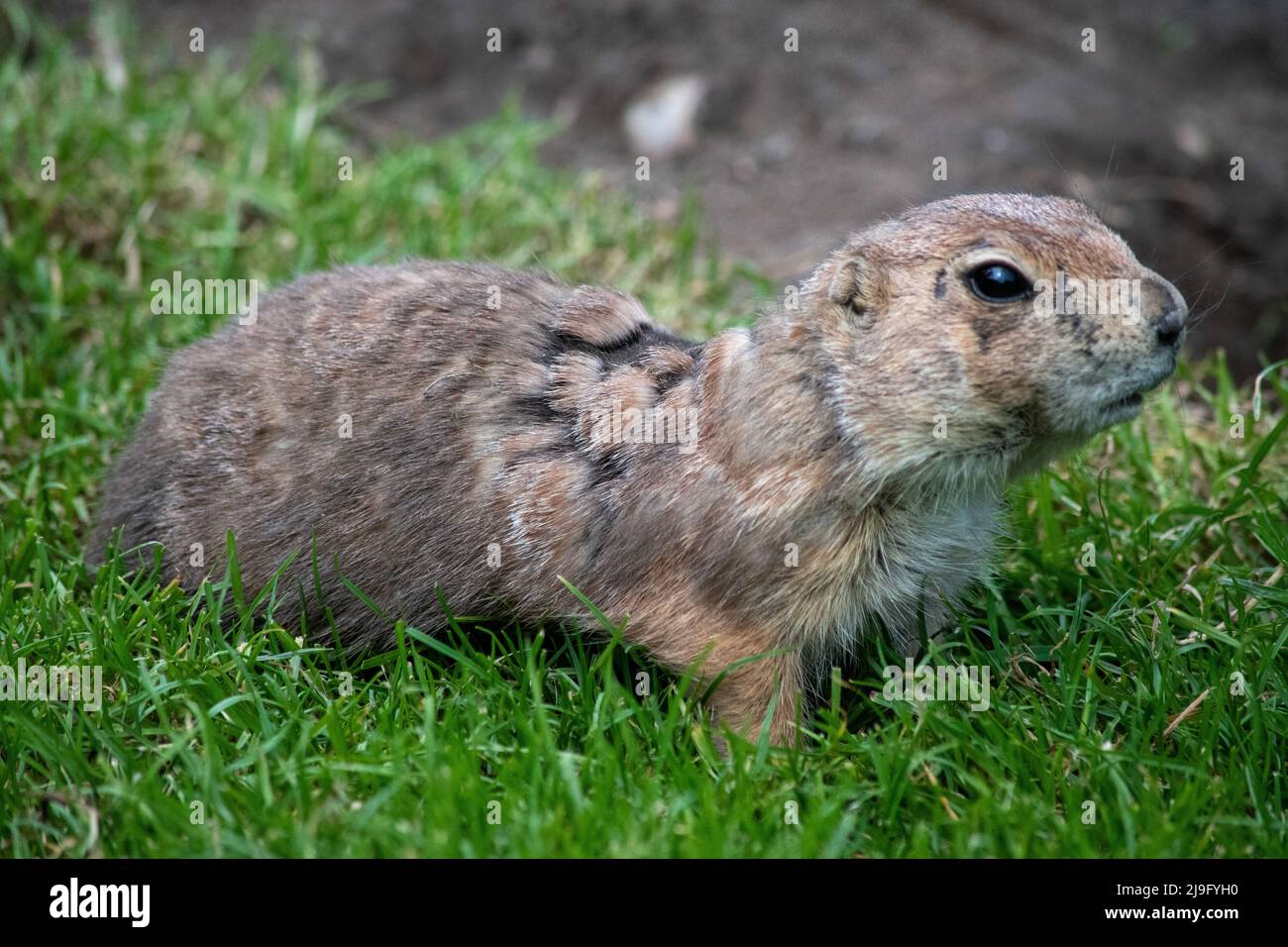 The black-tailed prairie dog (Cynomys ludovicianus) is a rodent of the family Sciuridae found in the Great Plains of North America. Budapest Zoo, Buda Stock Photo
