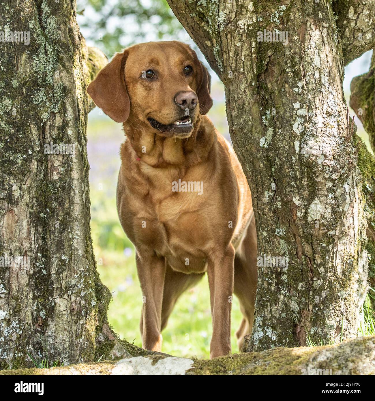 Labrador retriever in the woods Stock Photo