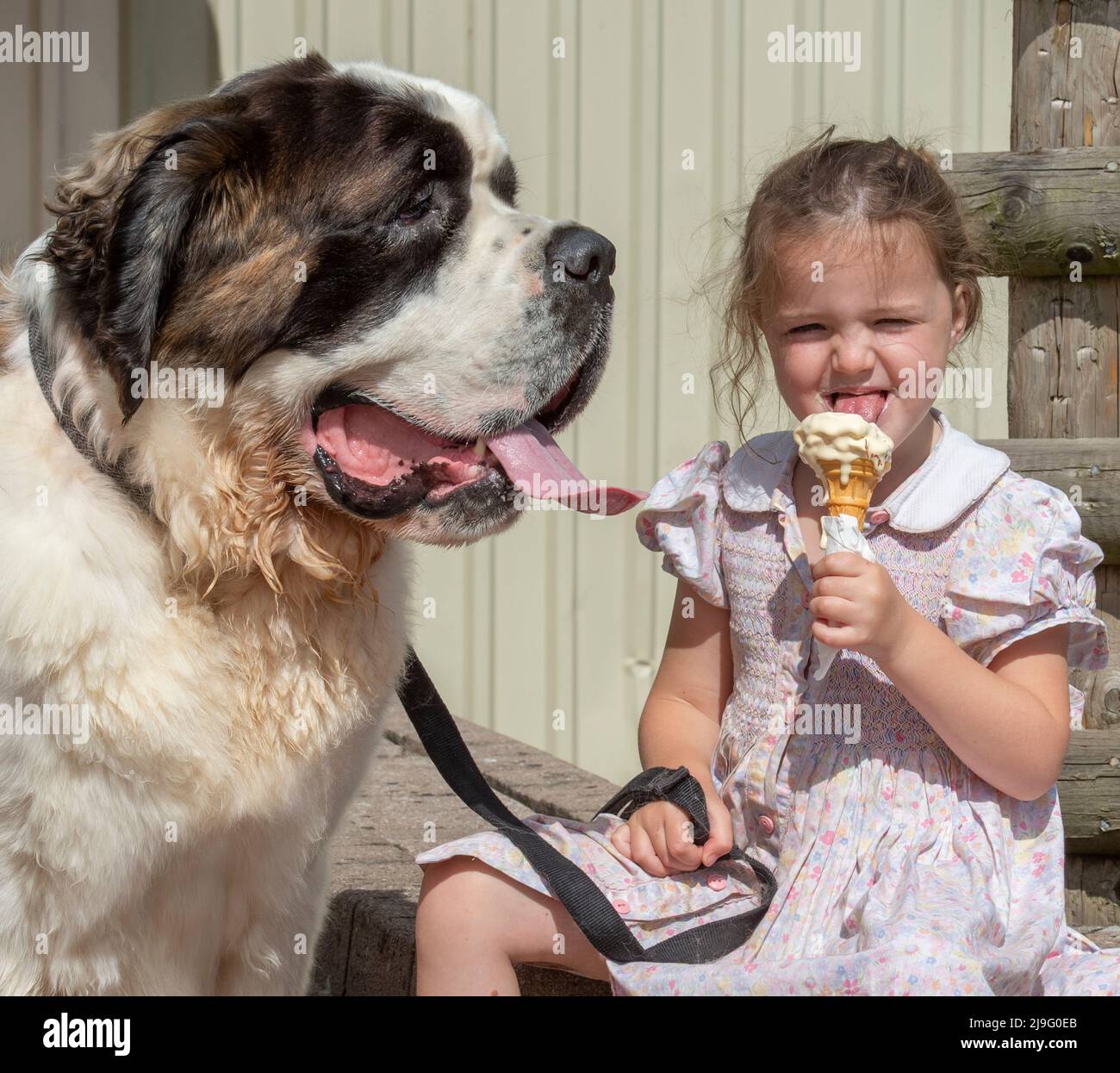 small child and huge St Bernard dog with ice cream Stock Photo
