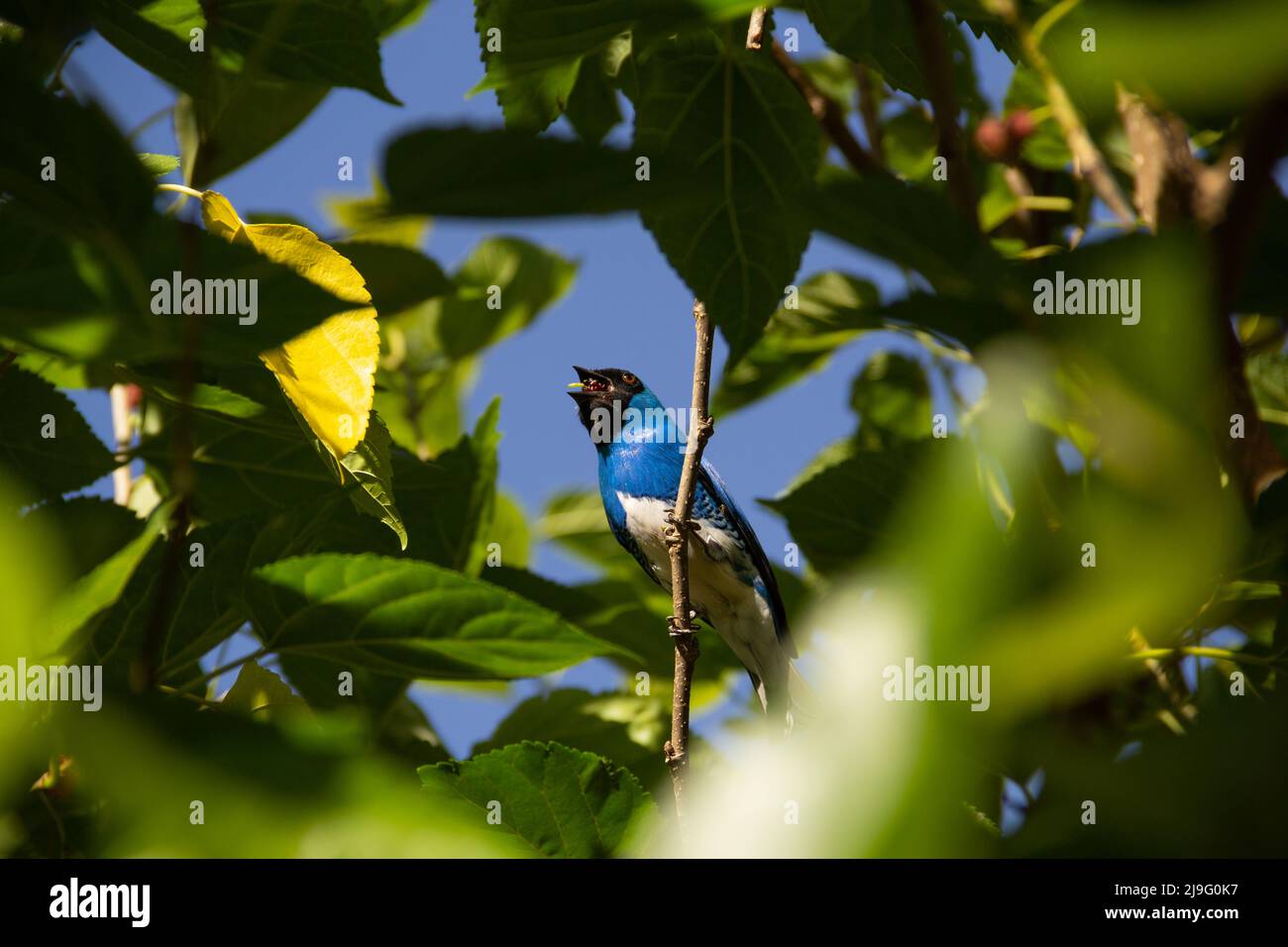 Goiania, Goiás, Brazil – May 22, 2022: A blue colored bird, perched on a branch of a tree, eating a blackberry. Saí-andorinha macho (Tersina viridis). Stock Photo
