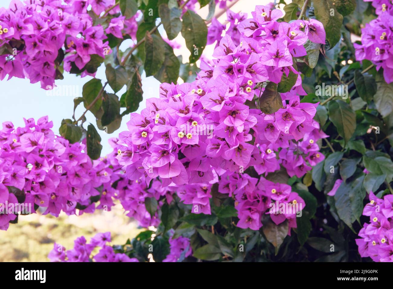 Bougainvillea bush grows next to residential buildings on the coast of Croatia. Summer landscapes in journey, violet blooming flowers. Stock Photo