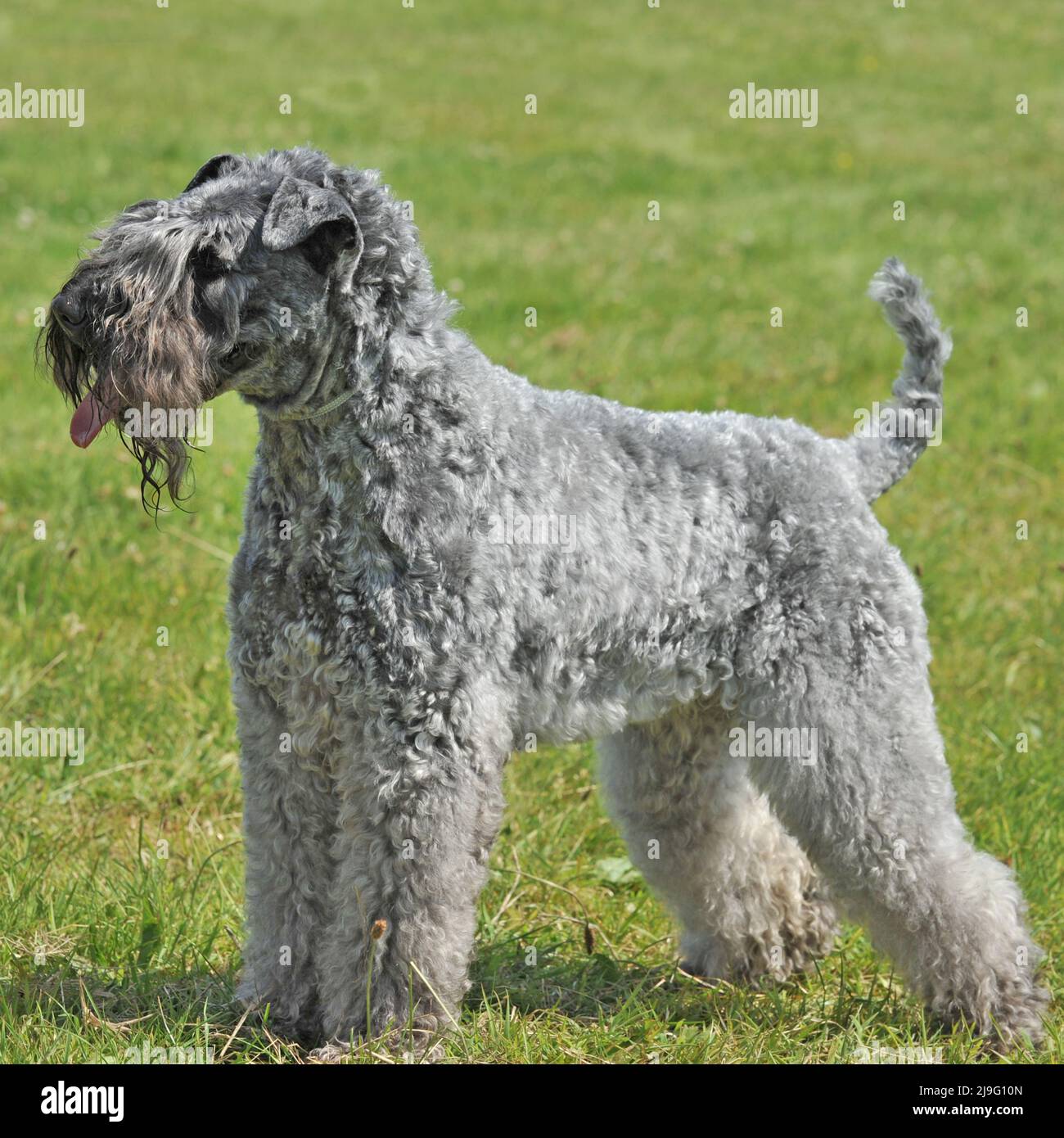 kerry blue terrier Stock Photo