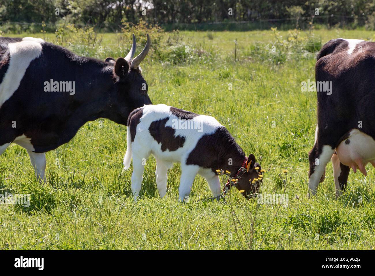 Black and white Breton Pie Noire calf and cows grazing in a field Stock Photo