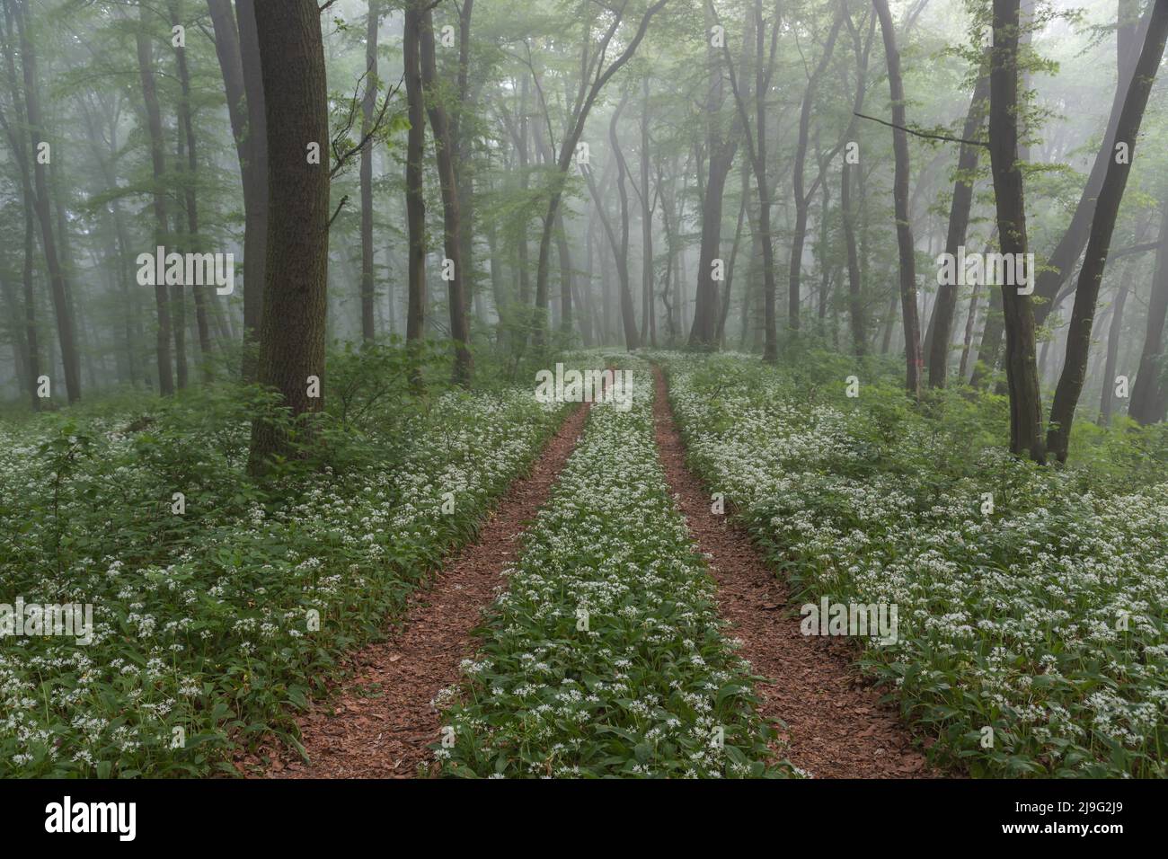 Spring landscape of the forest full of blooming wild garlic in Transylvania Stock Photo