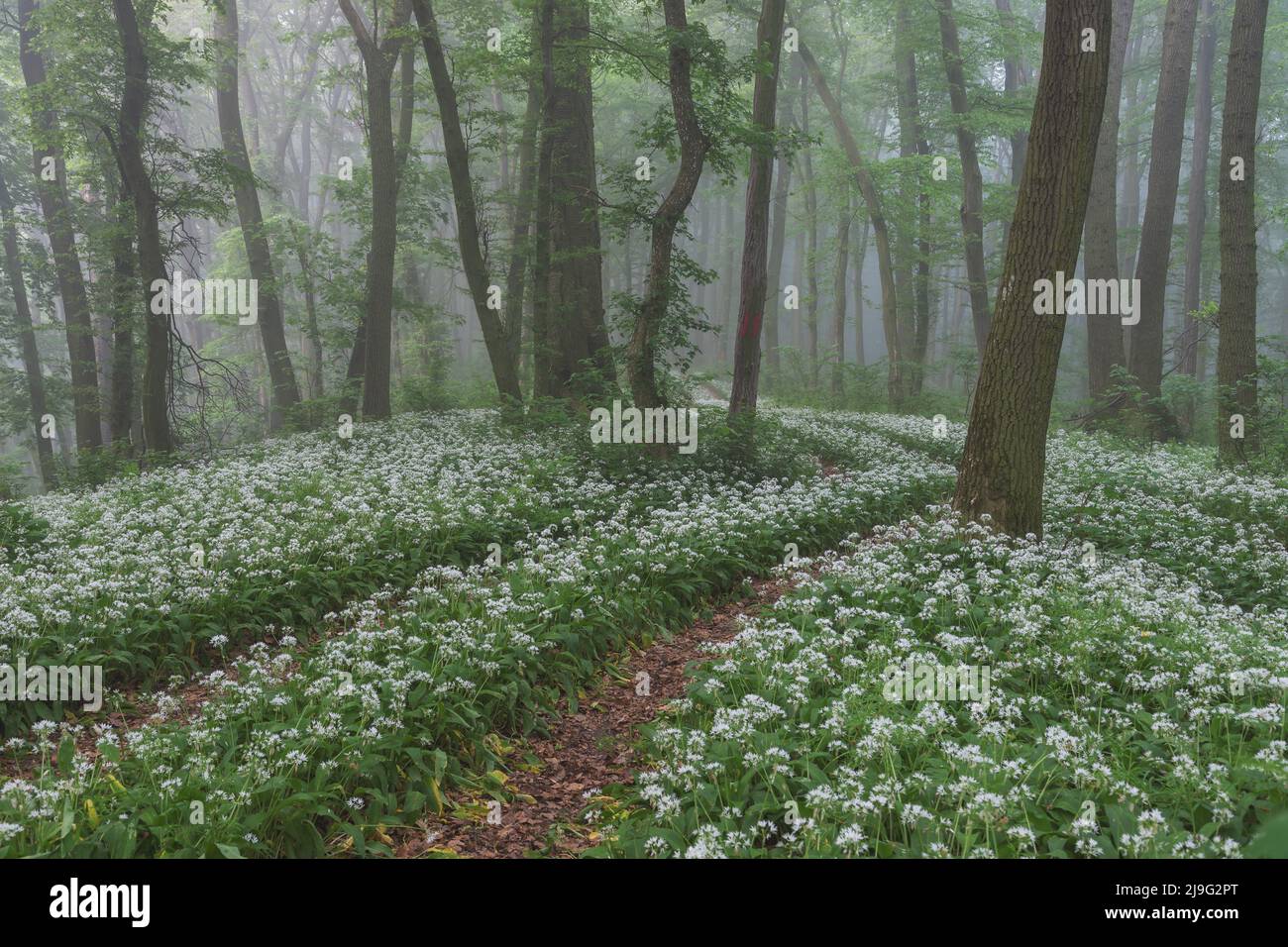 Spring landscape of the forest full of blooming wild garlic in Transylvania Stock Photo