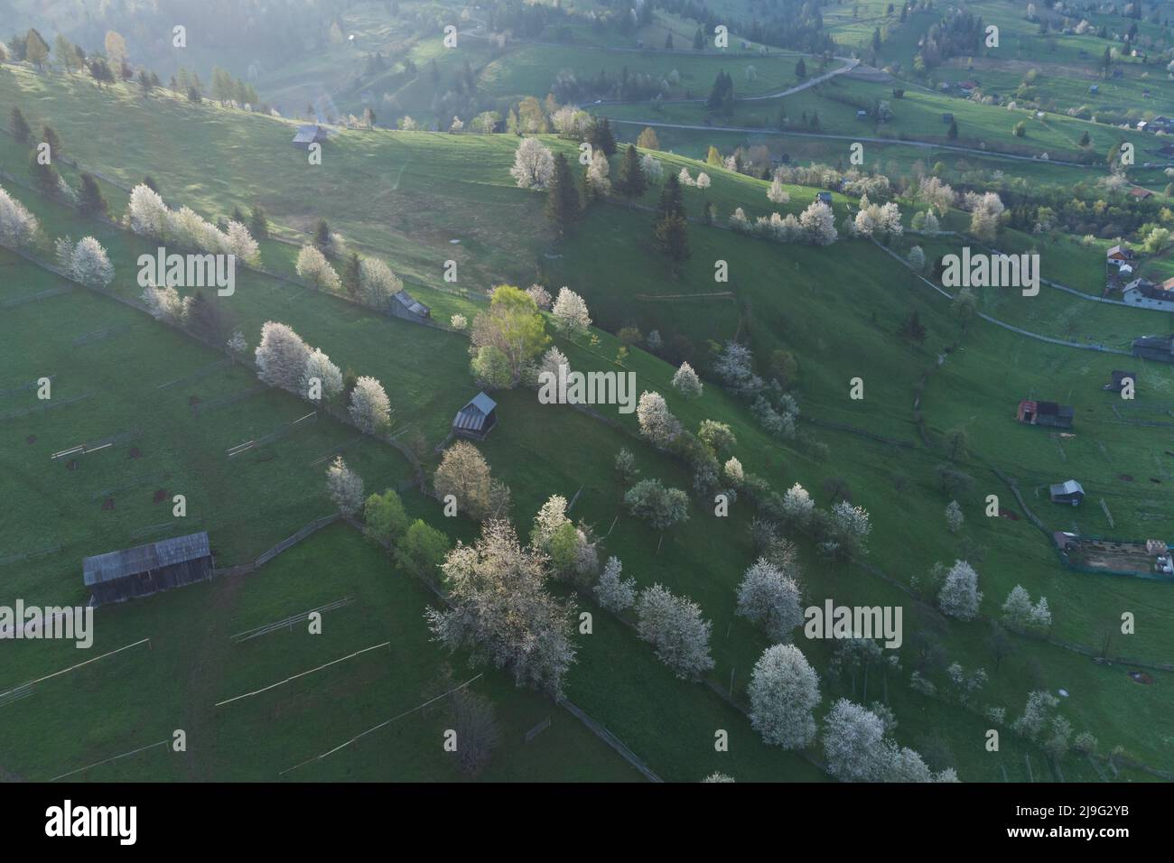 Spring rural landscape with blooming trees in the mountain area, of Bucovina - Romania. Blooming cherries in sunset light on a beautiful green hill Stock Photo