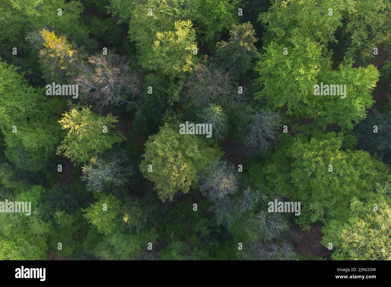 Aerial view of the beautiful green forest, in springtime Stock Photo