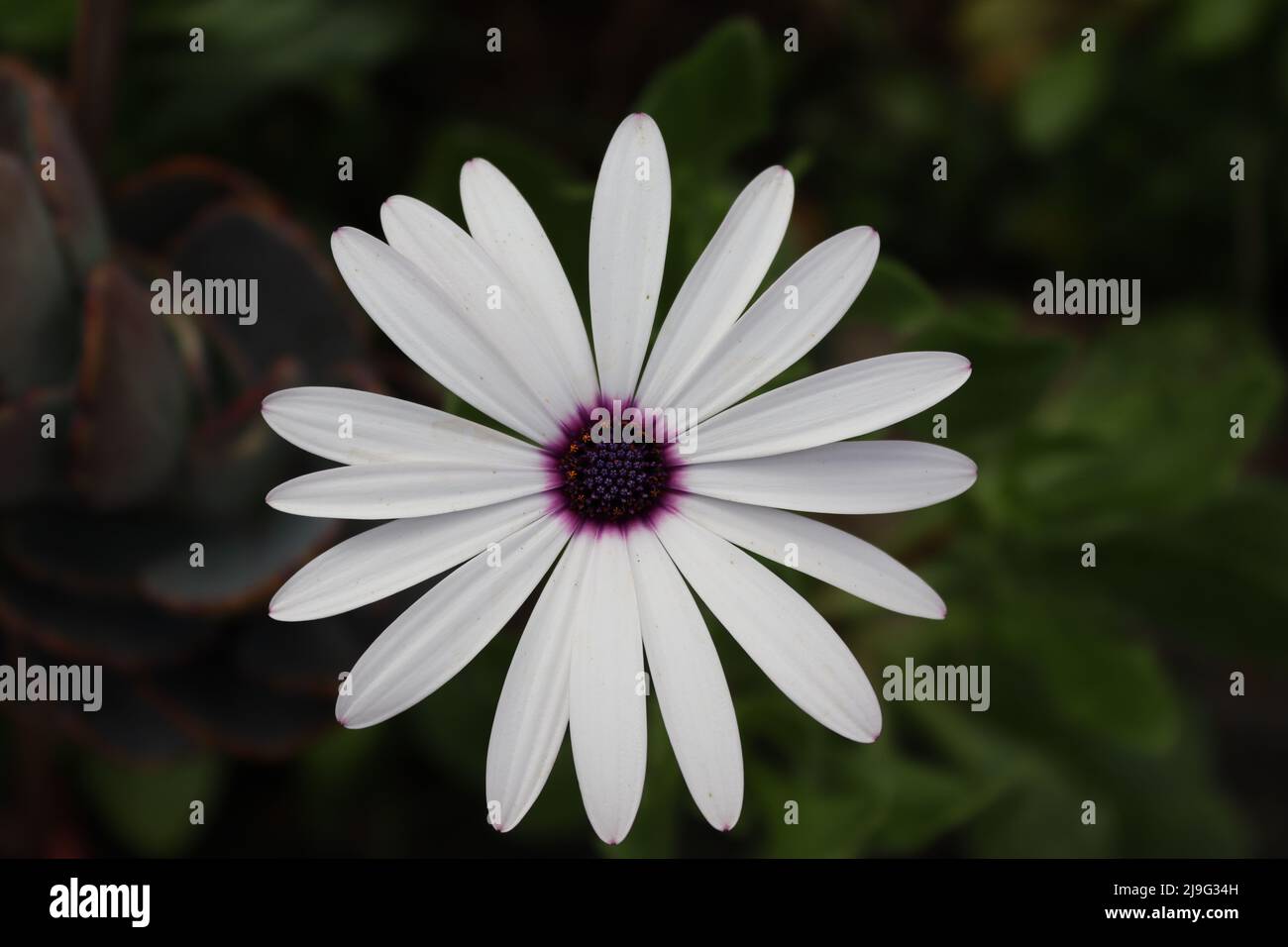 Osteospermum akila- White with purple eye-seeds. The purple petal markings create an optical hypnotic sensation Stock Photo