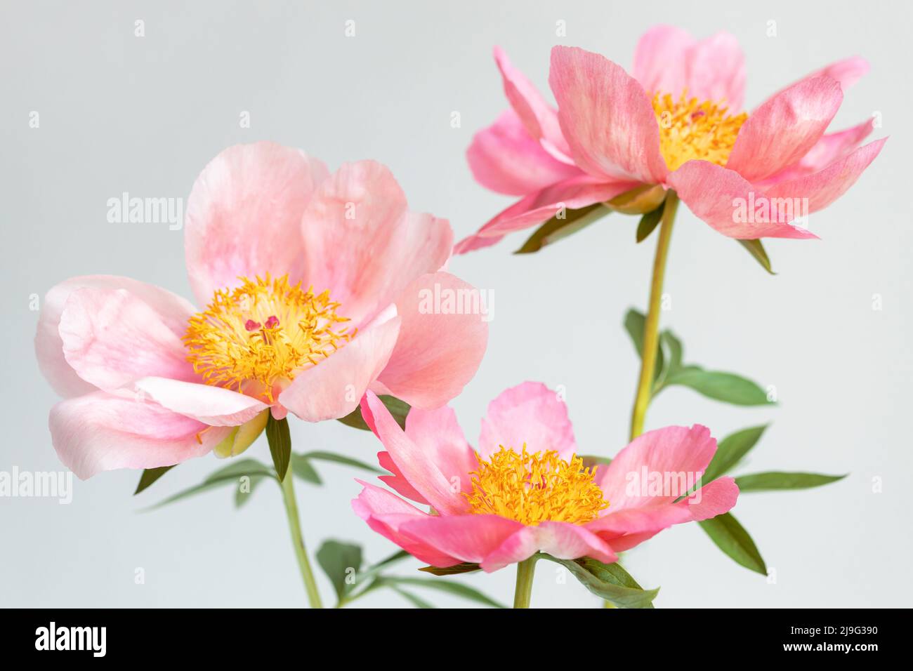Three pink peony flowers on white background. Stock Photo