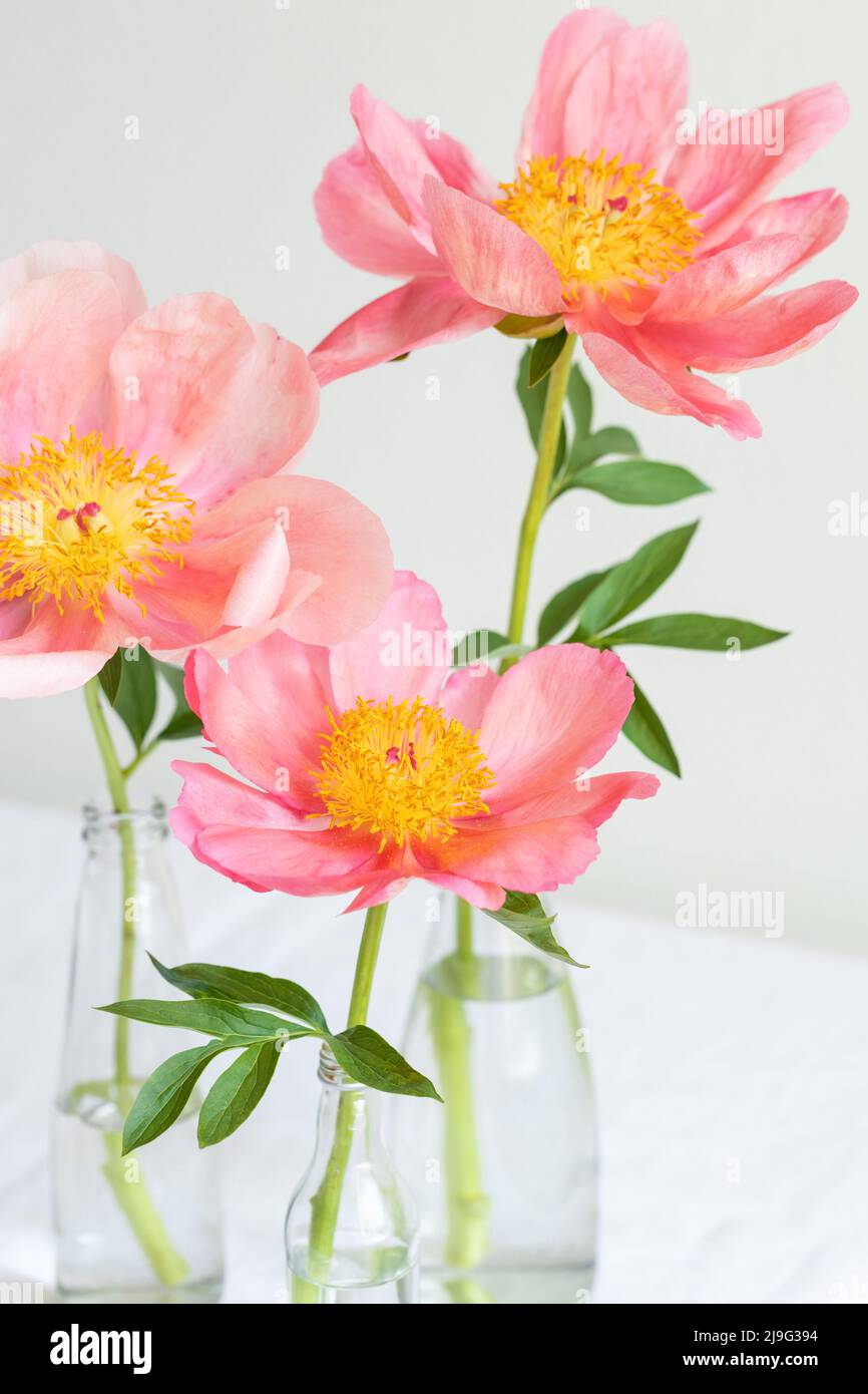 Still life with three pink peony flowers. Stock Photo