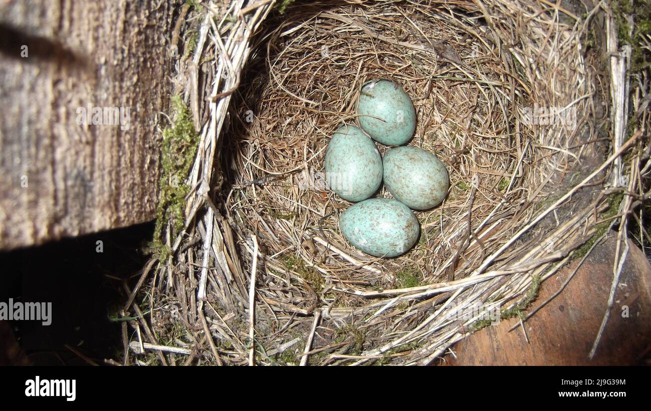Blackbird nest close up containing four blackbird eggs. Turdus merula  Blue green eggs with brown speckles with copy space Stock Photo