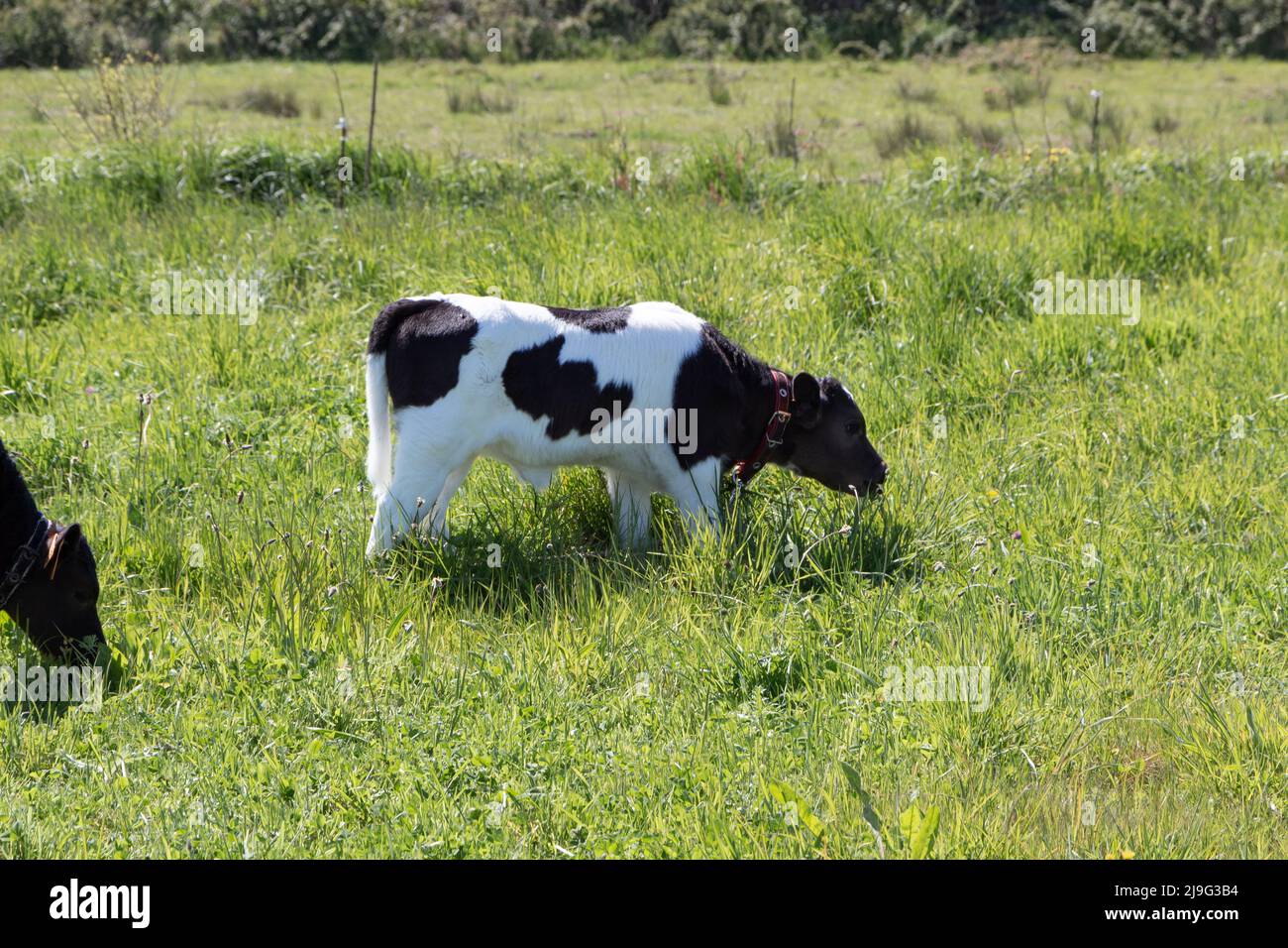 Breton Pie Noire calf grazing in a field Stock Photo