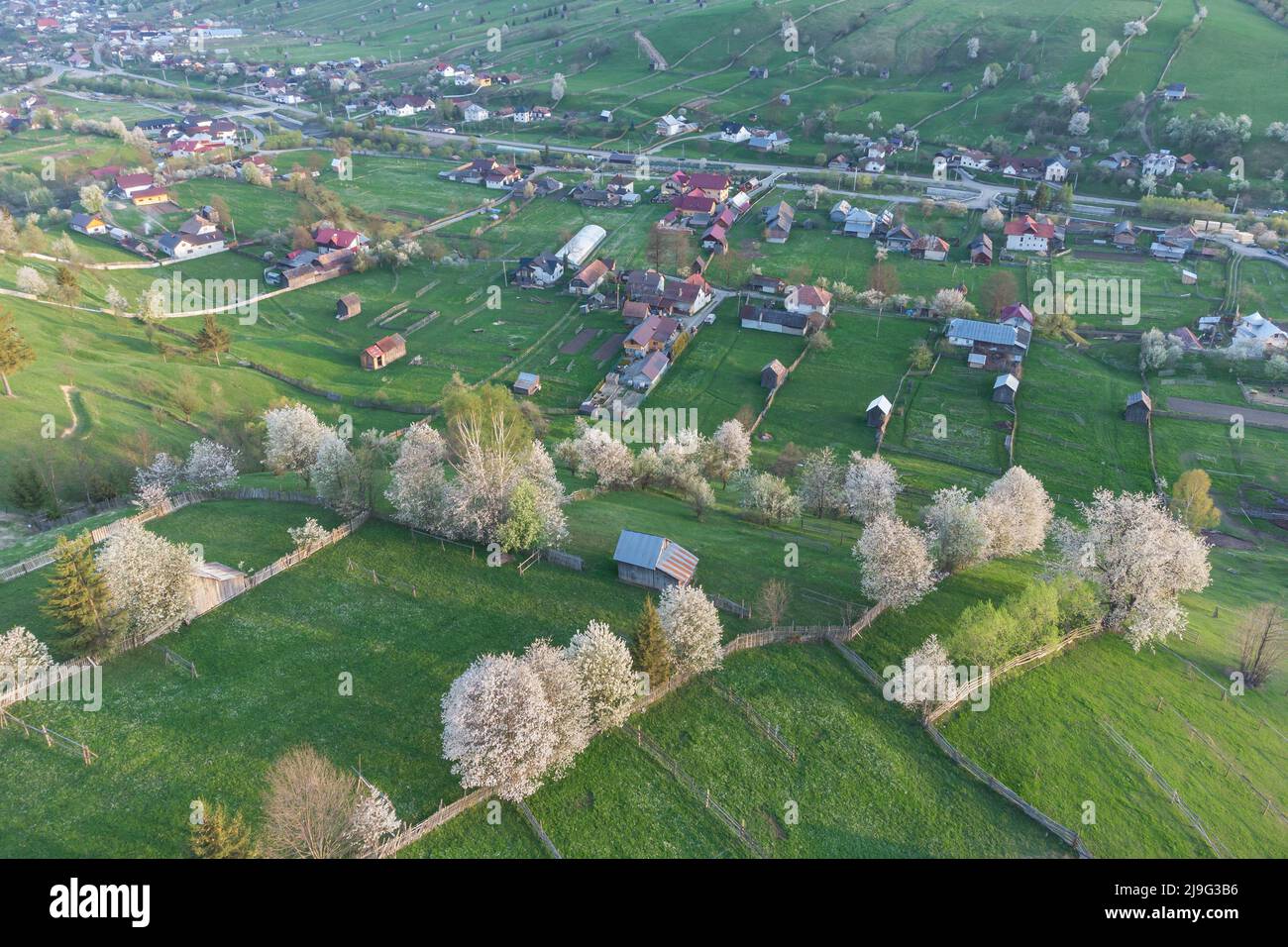 Spring rural landscape with blooming trees in the mountain area, of Bucovina - Romania. Blooming cherries in sunset light on a beautiful green hill Stock Photo