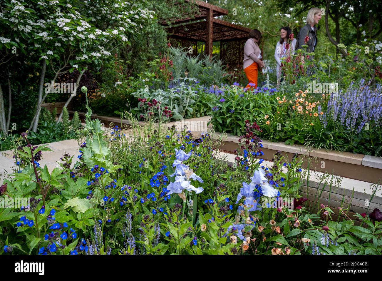 London, UK.  23 May 2022. Visitors at the Morris & Co. garden at the press day of the RHS Chelsea Flower Show in the grounds of the Royal Hospital Chelsea.  The show runs to 28 May 2022.  Credit: Stephen Chung / Alamy Live News Stock Photo