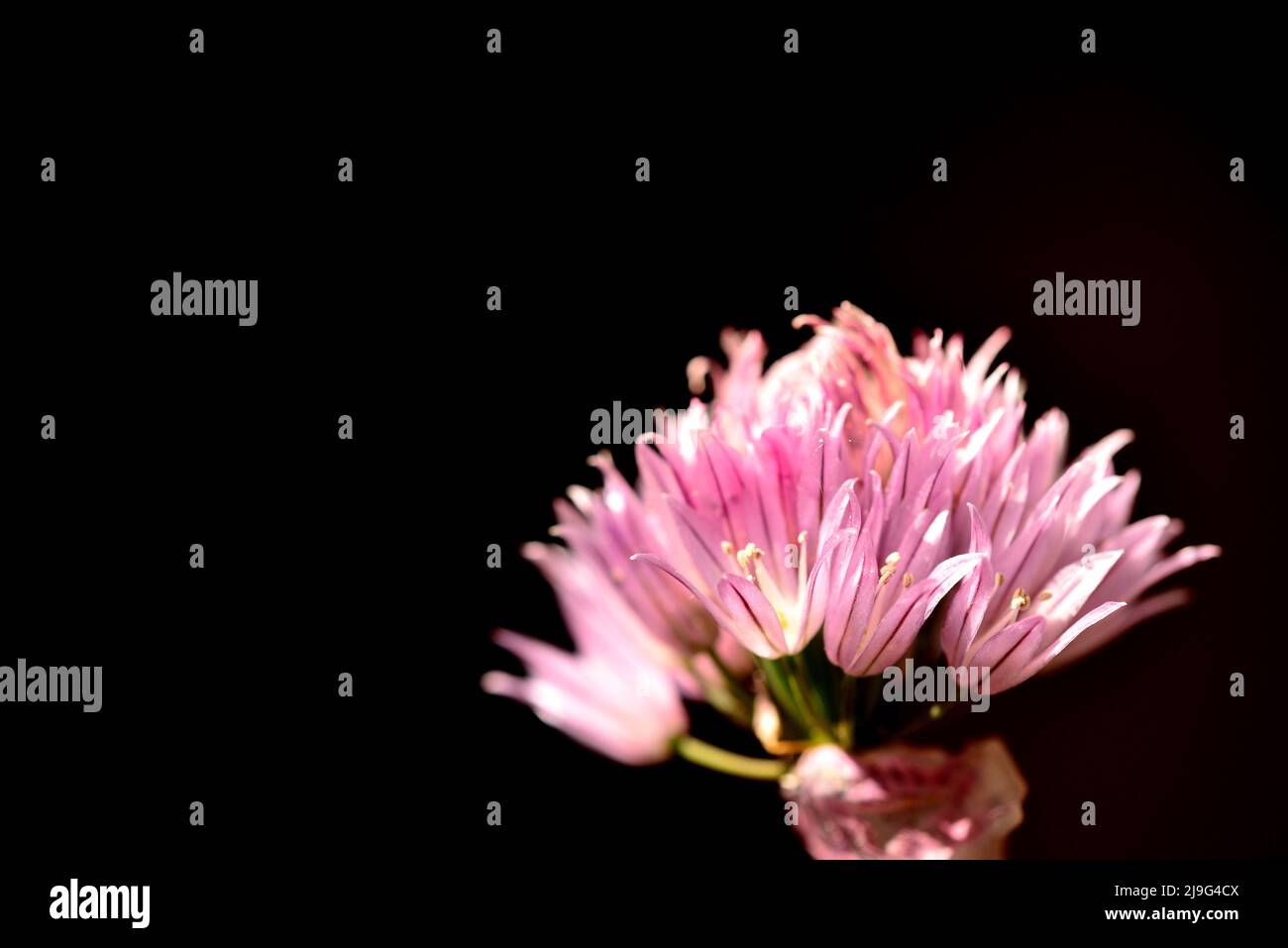 Blooming chive, closeup of the flower of  the kitchen herb Stock Photo