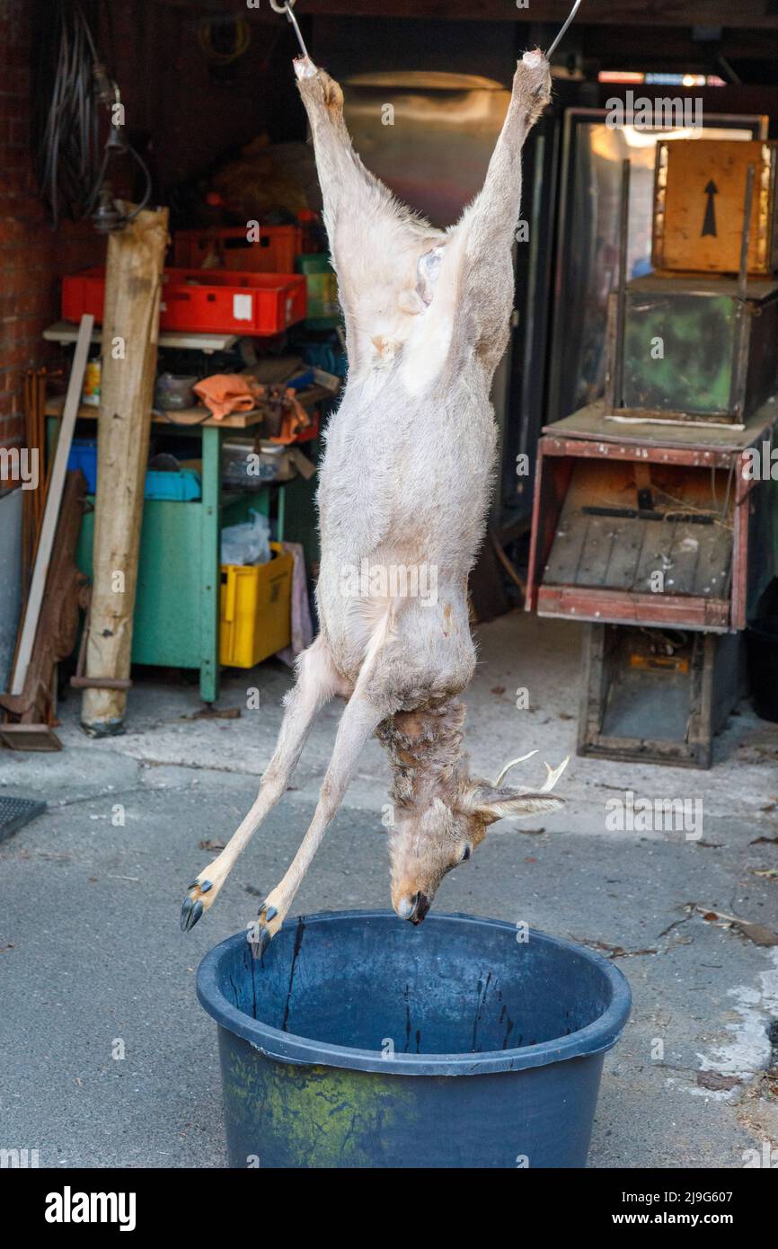 Evisceration hi-res stock photography and images - Page 2 - Alamy Evisceration hi-res stock photography and images - Page 2 - Alamy