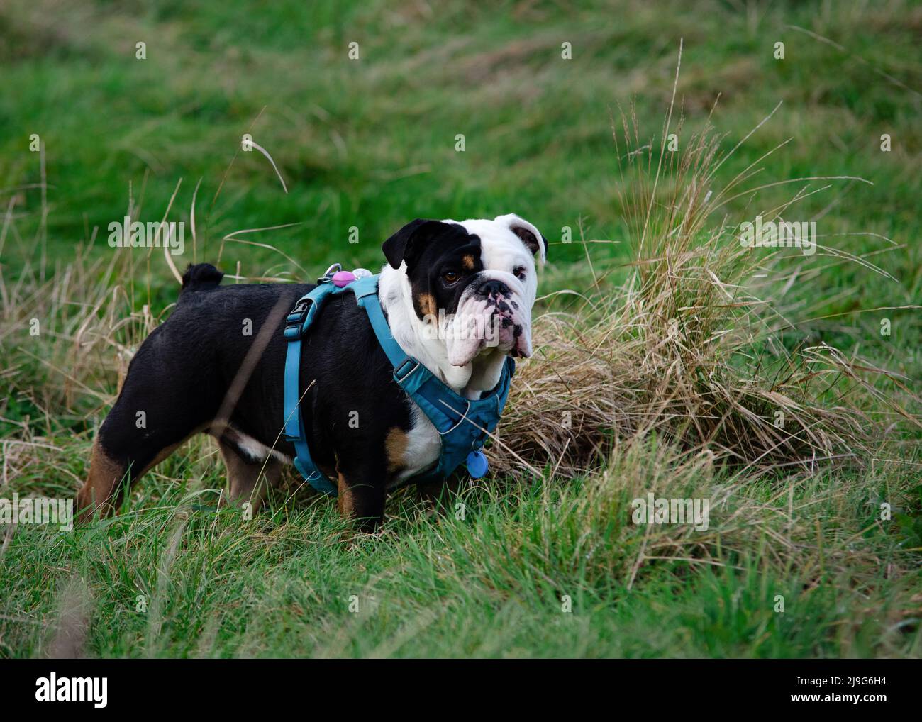 Black tri-color english british bulldog in the green grass field on ...