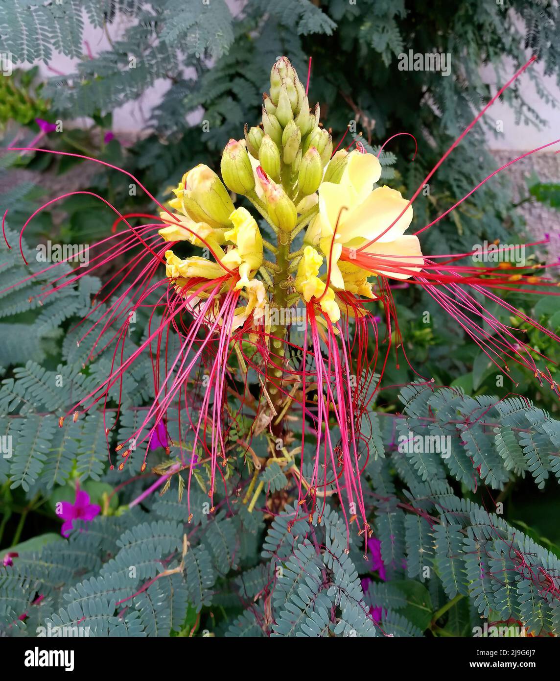 Flower of the plant Caesalpinia gilliesii, also called Erythrostemon gilliesii, ornamental shrub, commonly known as bird of paradise Stock Photo