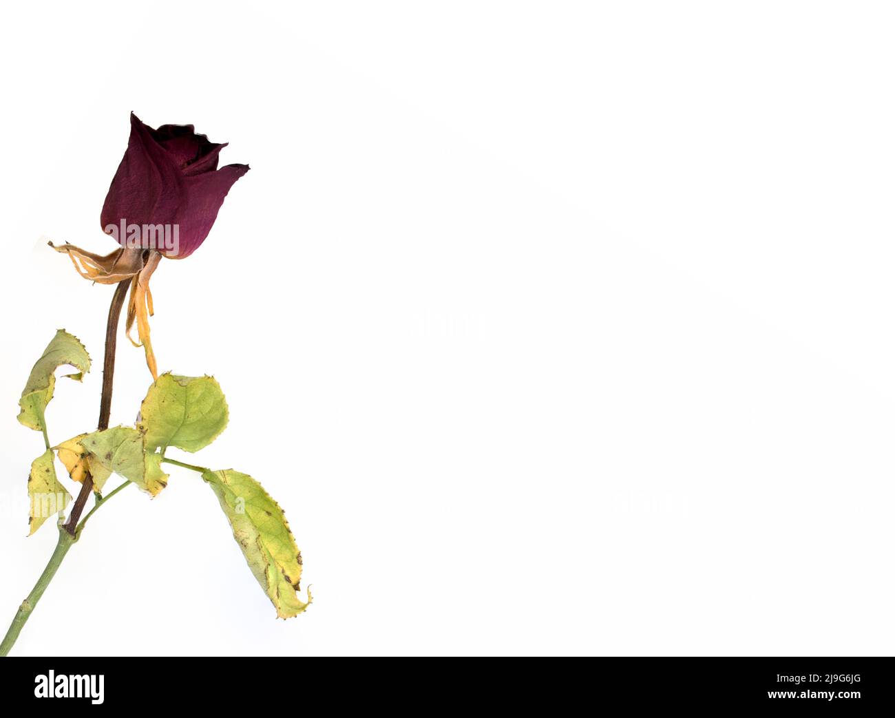 a single red rose withered flower with dry leaves and stem on white