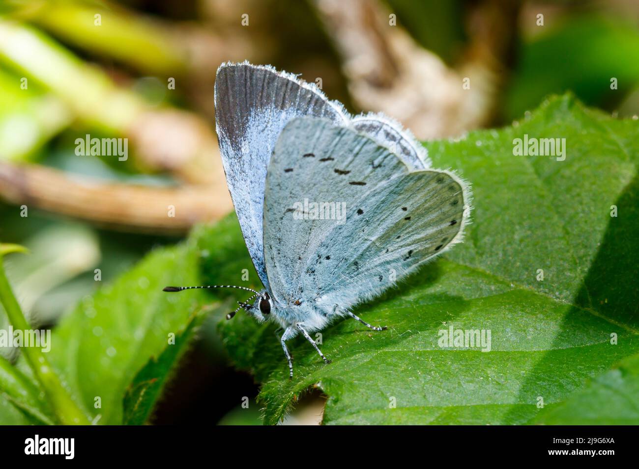 Holly Blue butterfly (Celastrina argiolus) East Sussex garden, England, UK Stock Photo