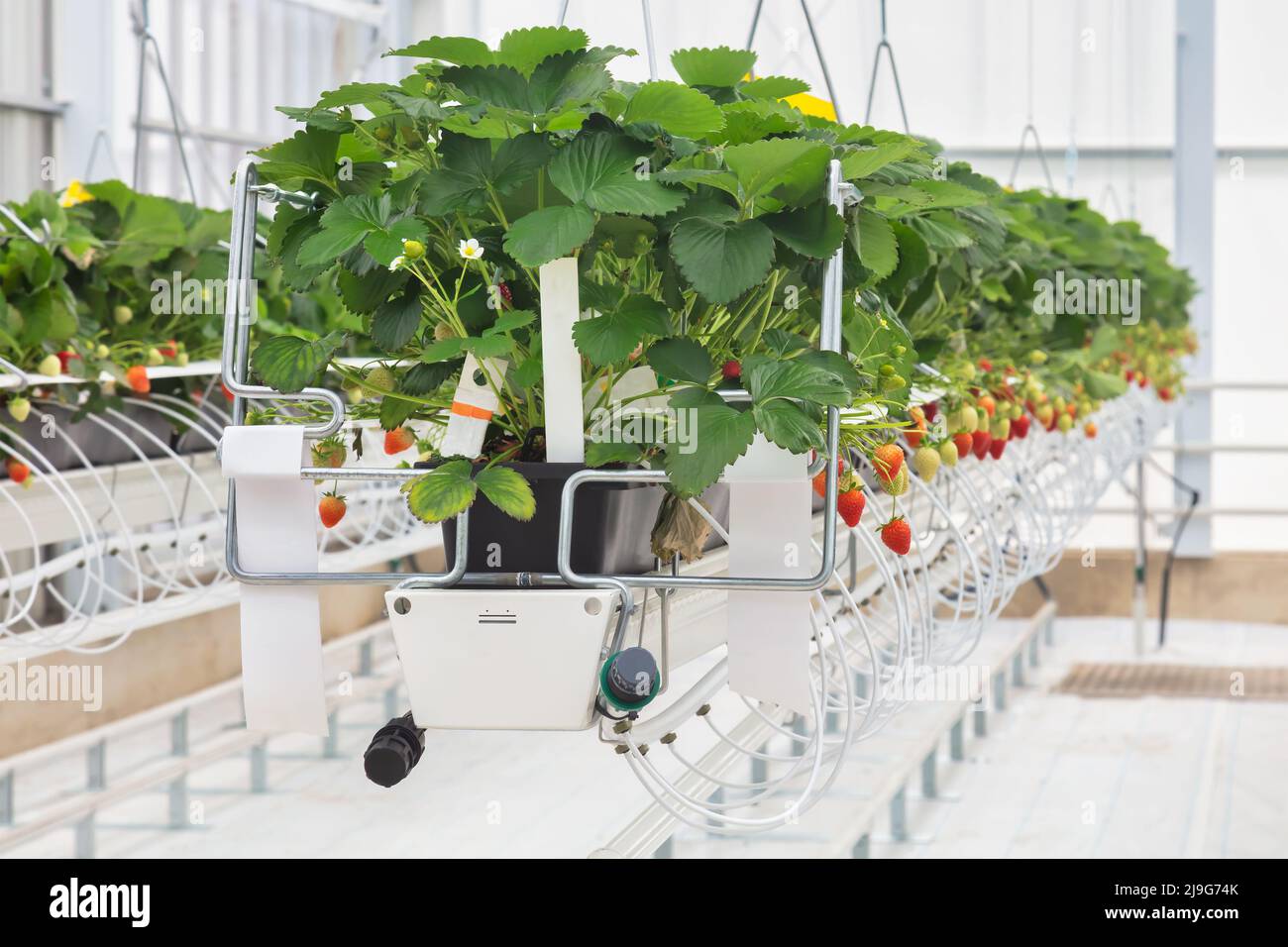 Hydroponic industrial growth of strawberry plants in a Dutch greenhouse Stock Photo