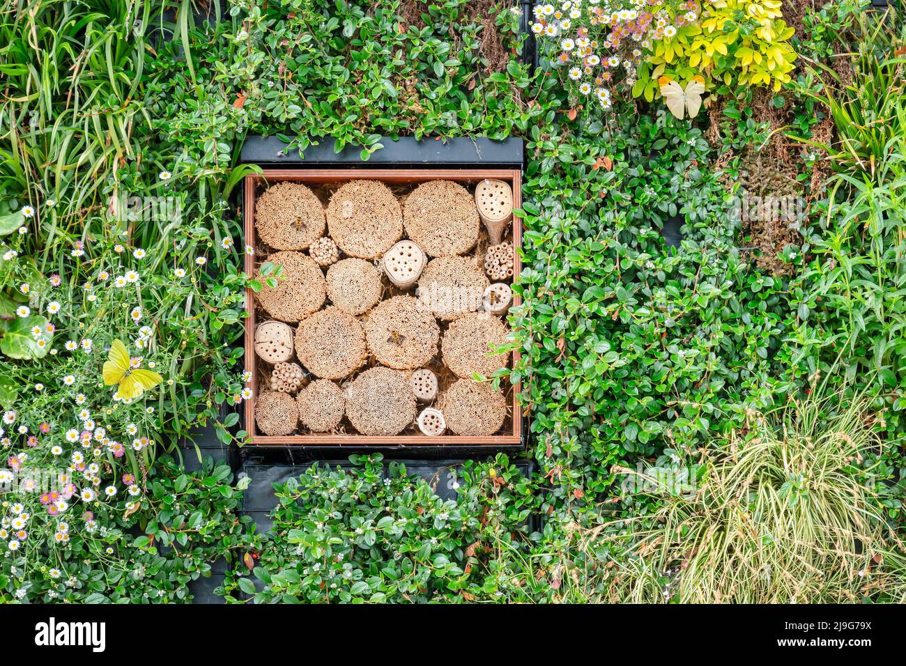Insect hotel with butterflies and bees on a vertical eco green wall of an office building Stock Photo