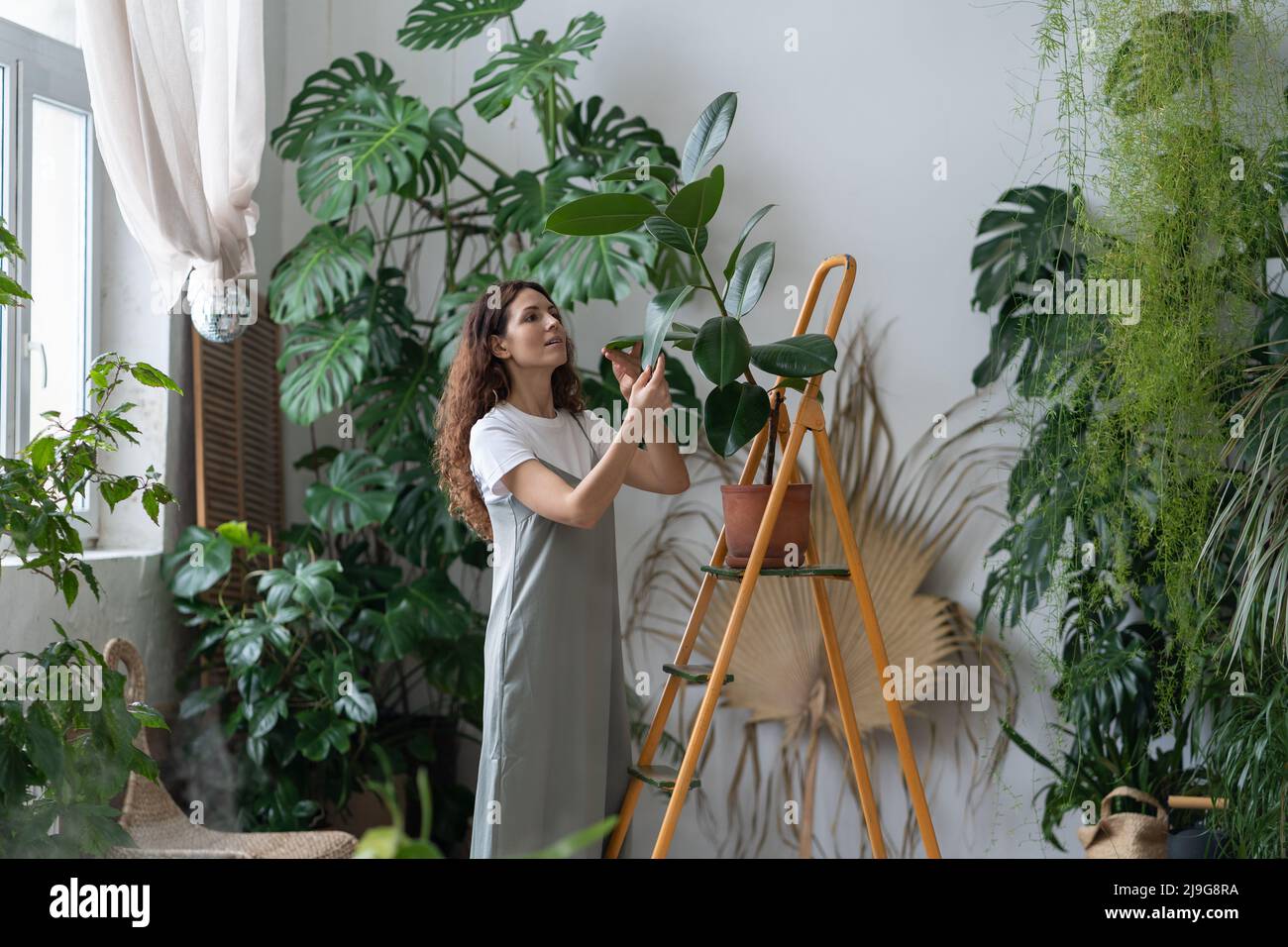 Freelance gardener girl take care of houseplants in home garden. Caring florist wiping ficus leaves Stock Photo