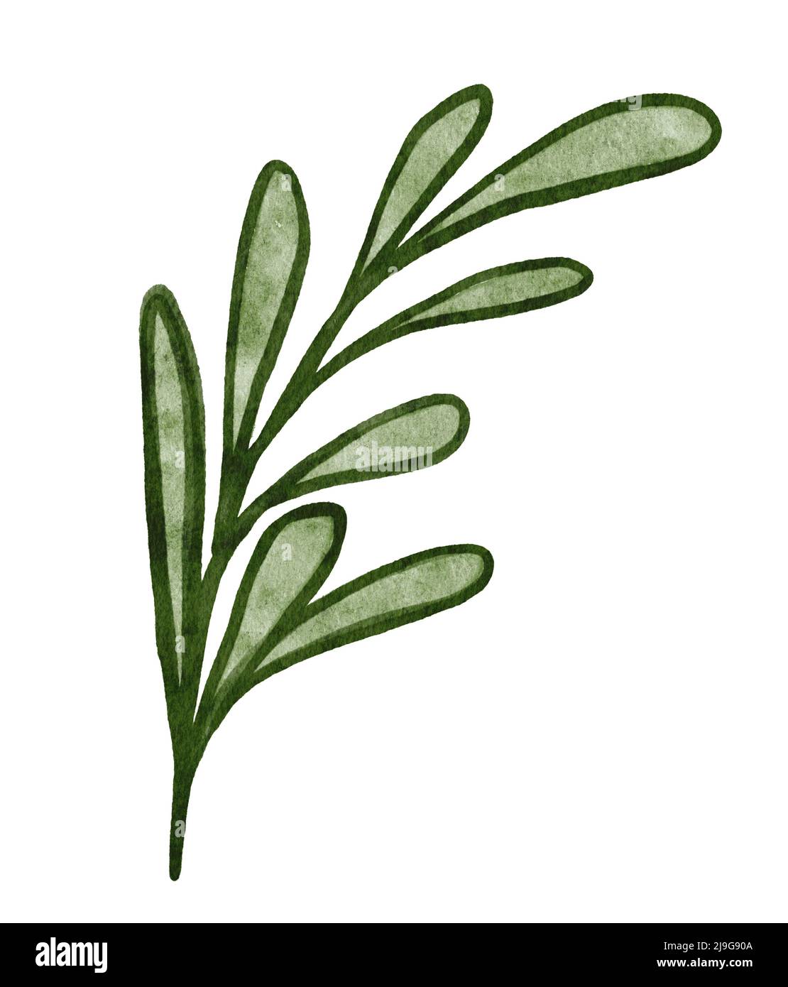 watercolor realistic green leaves on twigs. Hand painted botanical ...