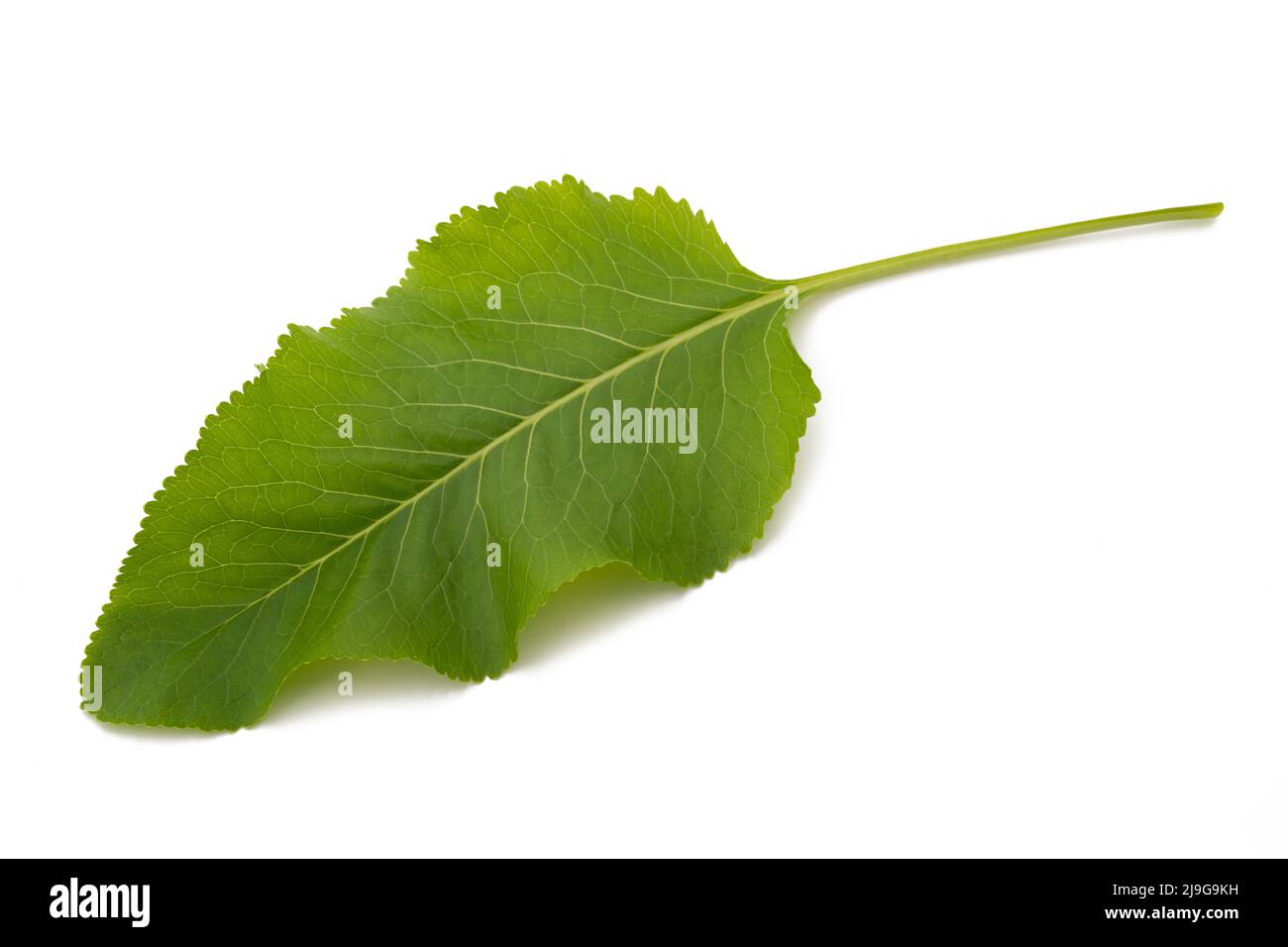 Fresh  horseradish leaf isolated on white background Stock Photo
